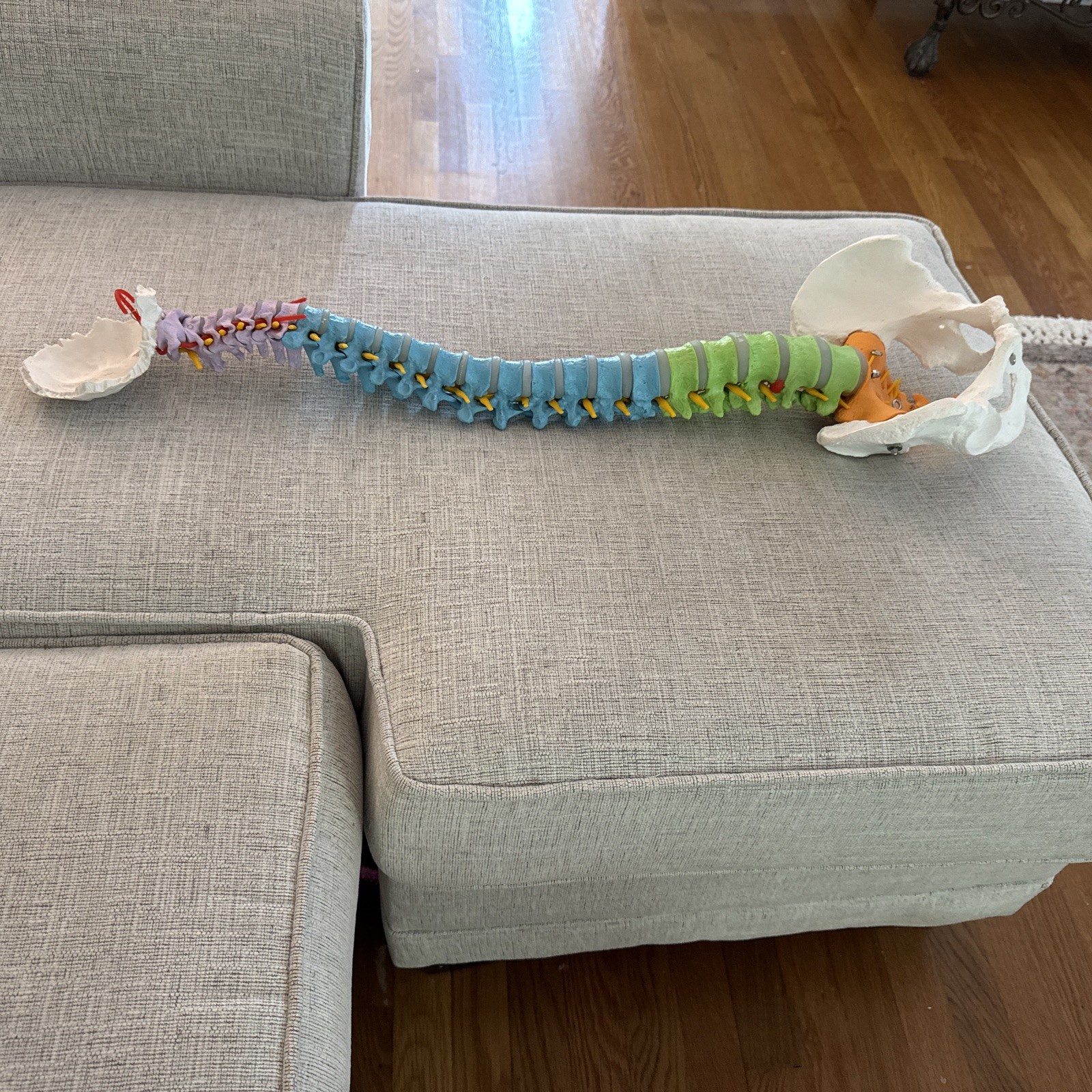 Life Size Human Spine Pelvis Skull Anatomical Model Medical Teaching 35 Inch