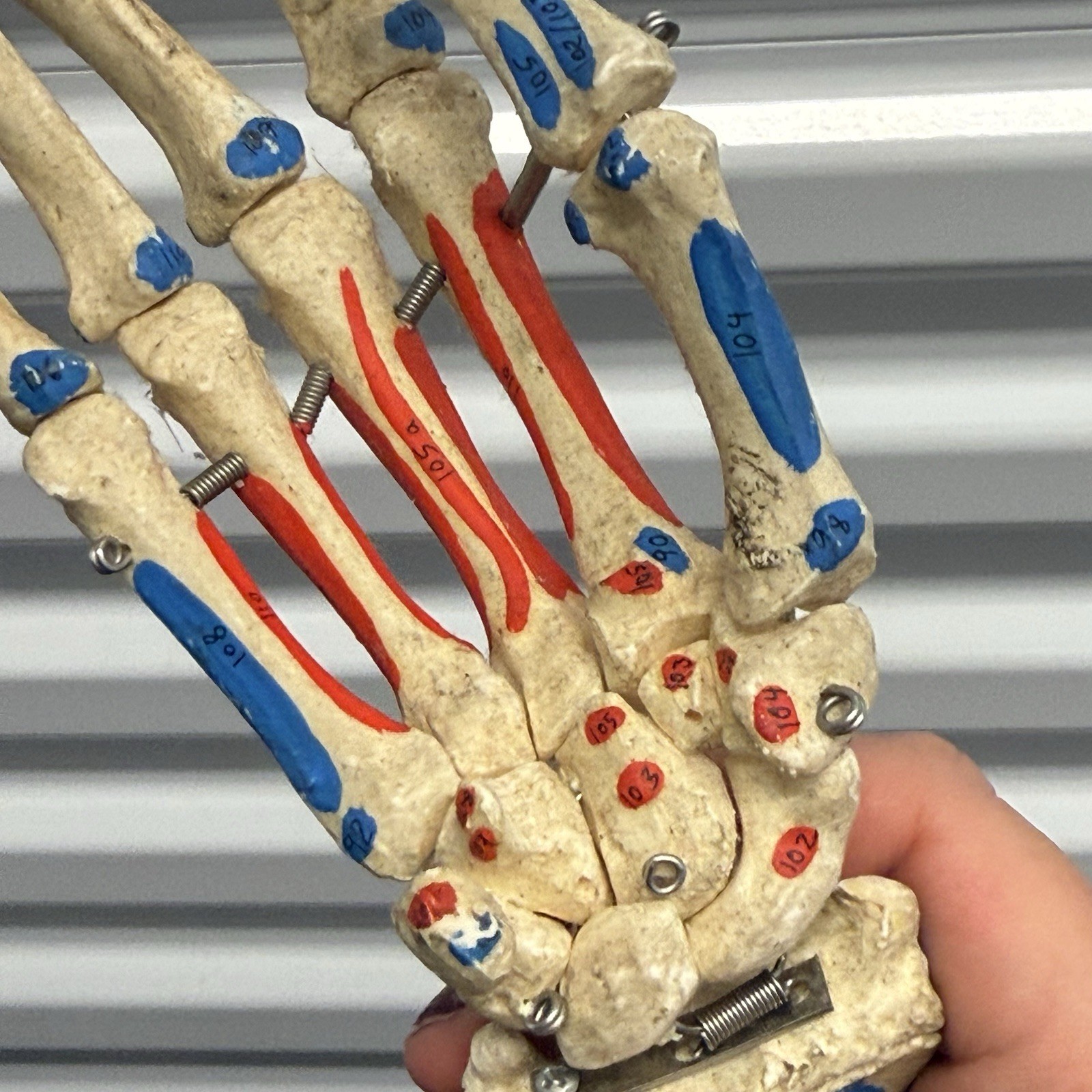 Human Arm Anatomical Skeleton Model Hand Bones Tendons Painted