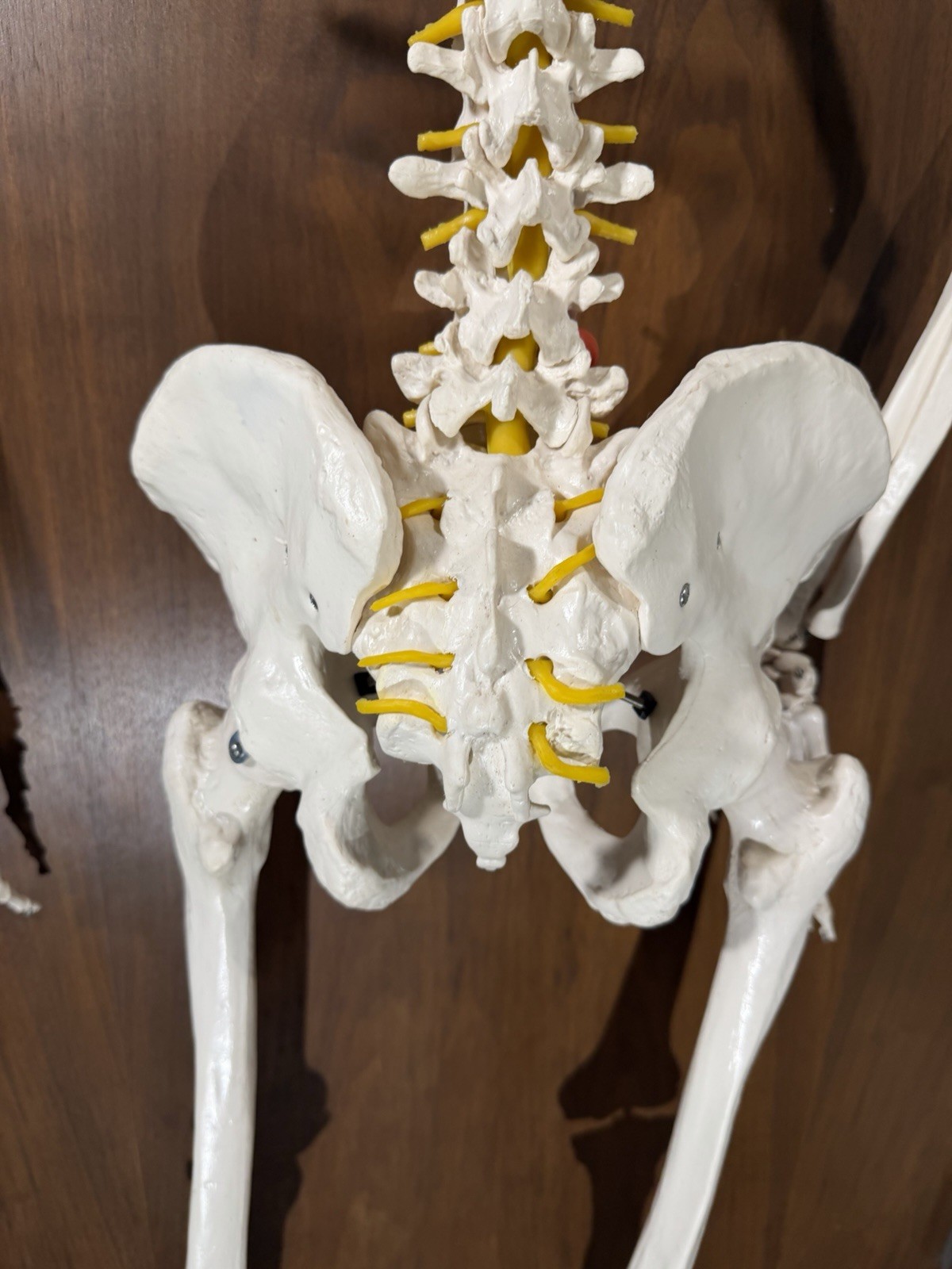 Life Size Human Anatomy Skeleton Hanging Medical Model w/ Spine Nerves