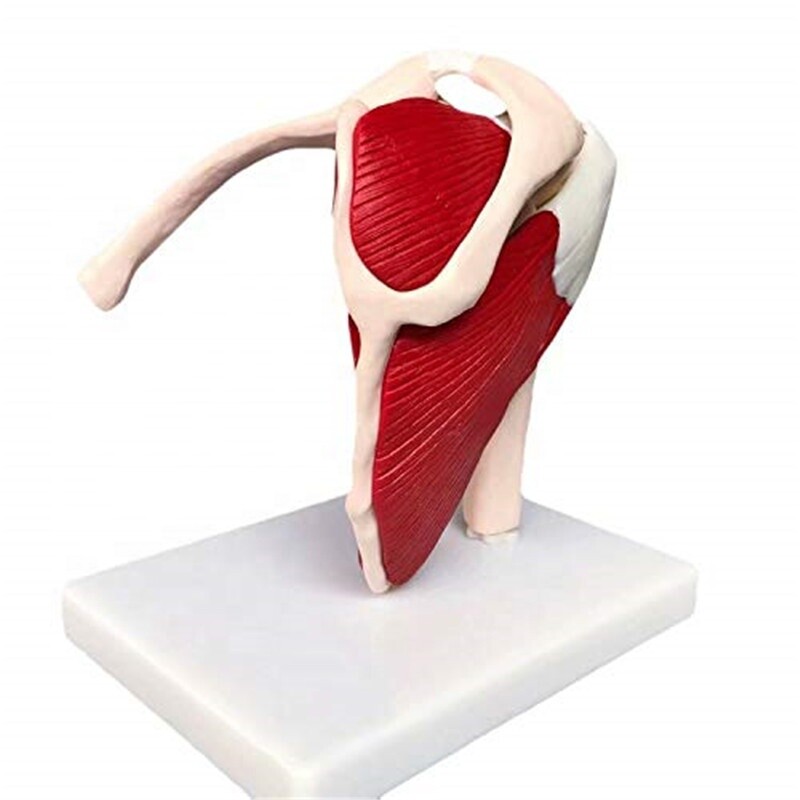 Human Shoulder Joint Ligament Muscled Skeleton Anatomical Model For Teaching US