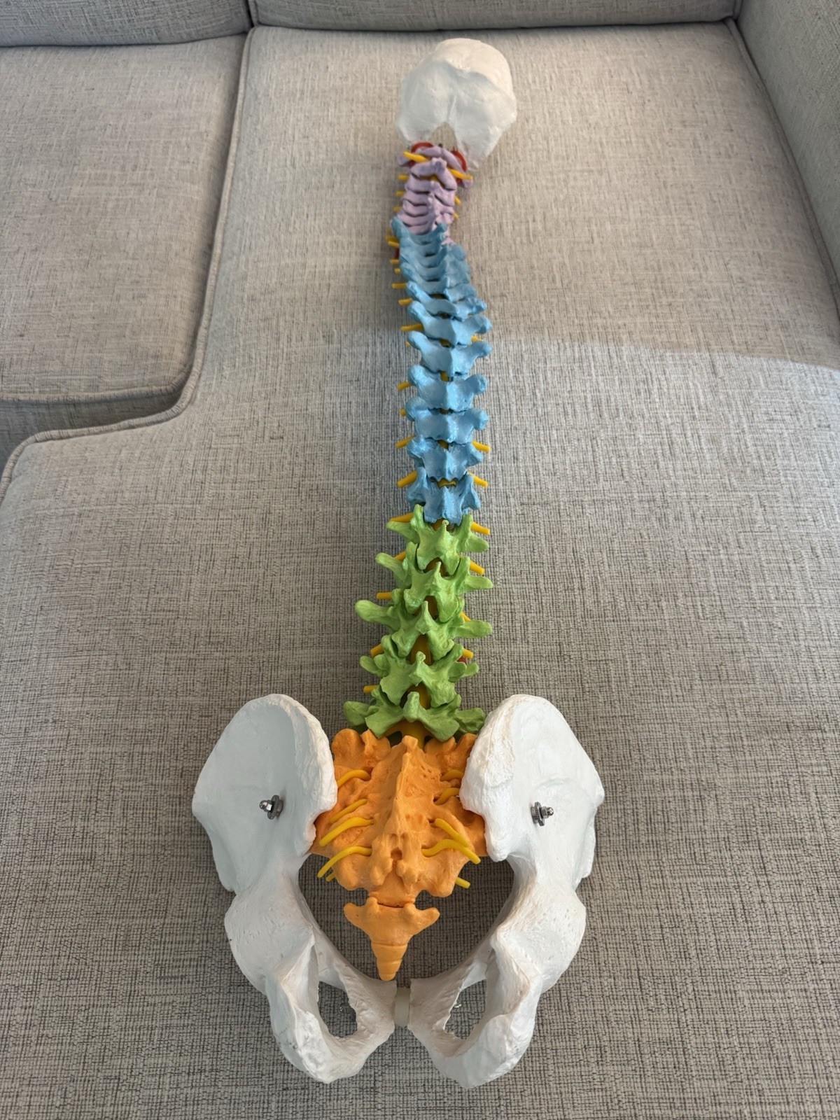 Life Size Human Spine Pelvis Skull Anatomical Model Medical Teaching 35 Inch