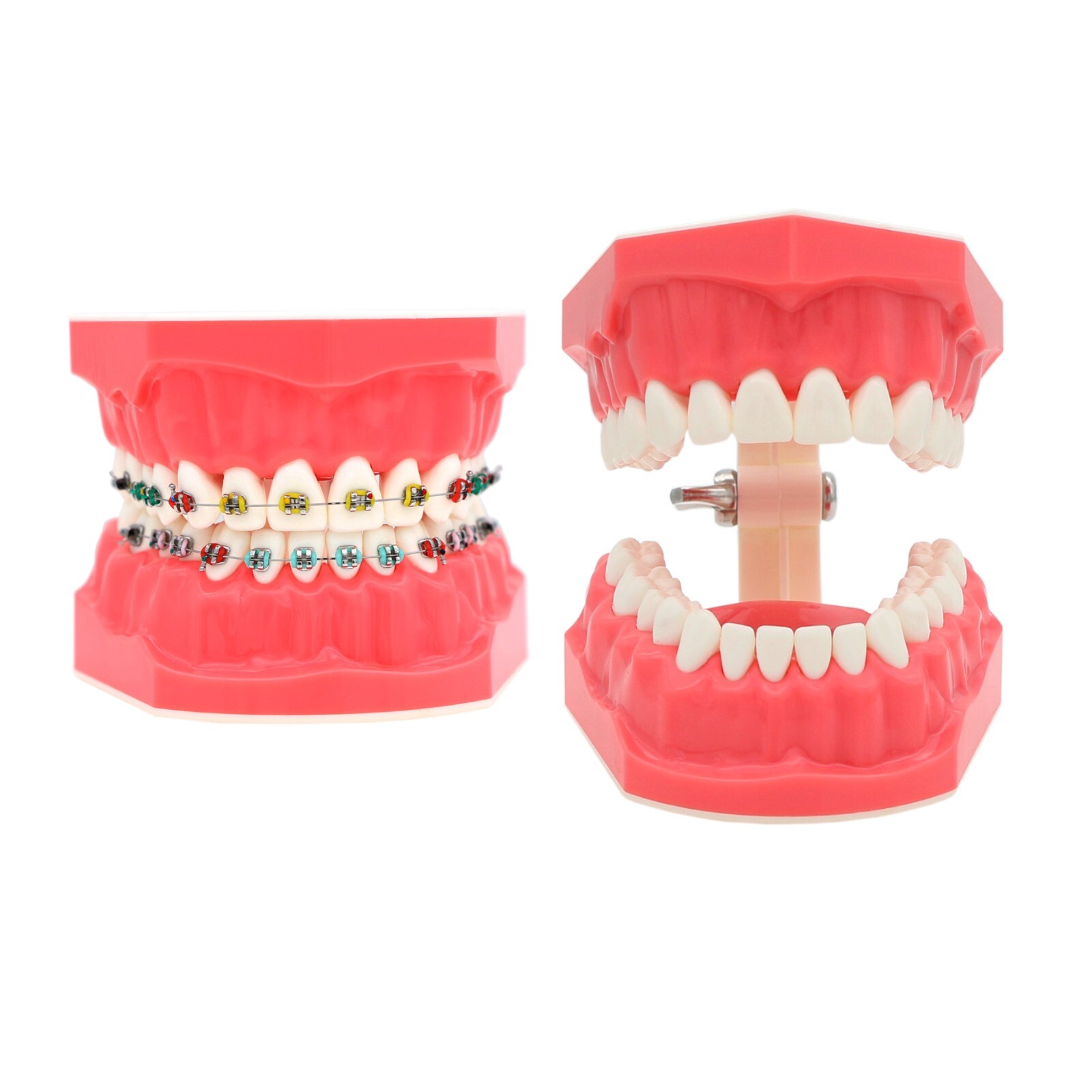 Dental Typodont Teeth Model Ortho Implant Pathological Perio Practice Demo Model