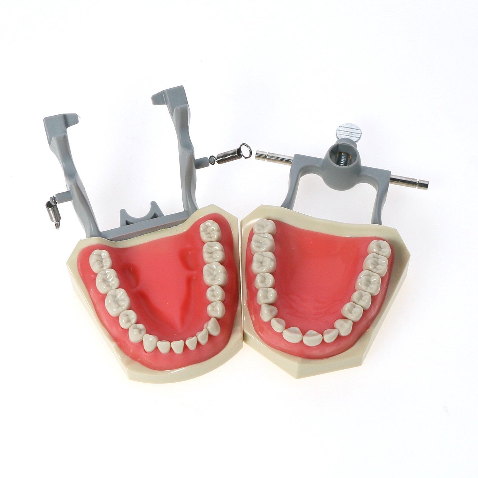 US Dental Columbia Dentoform 860 Type Typodont Model 32pcs Removable Teeth M8030