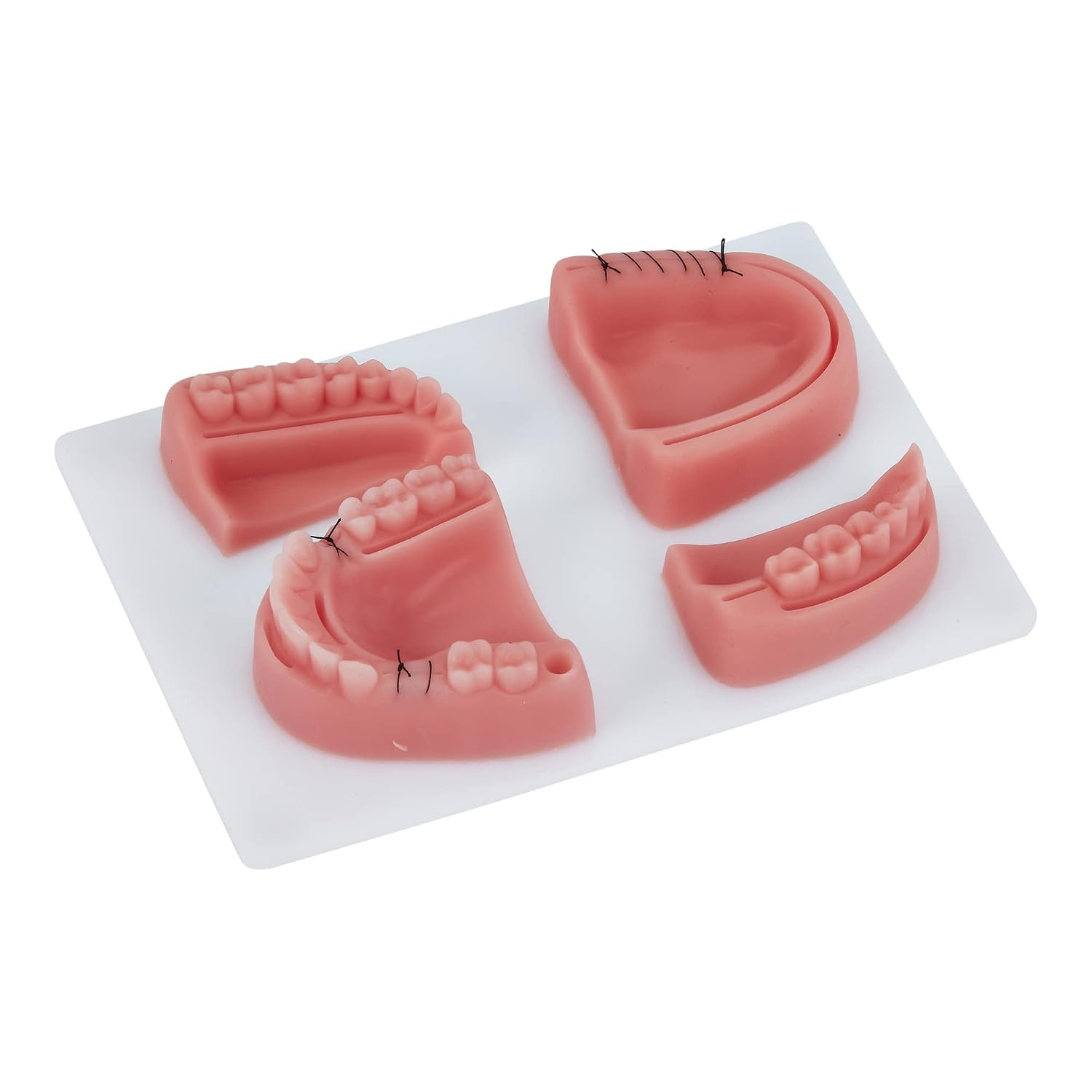 Dental Suture Practice Model | Complete Suturing Model Including 4 Suture Pads