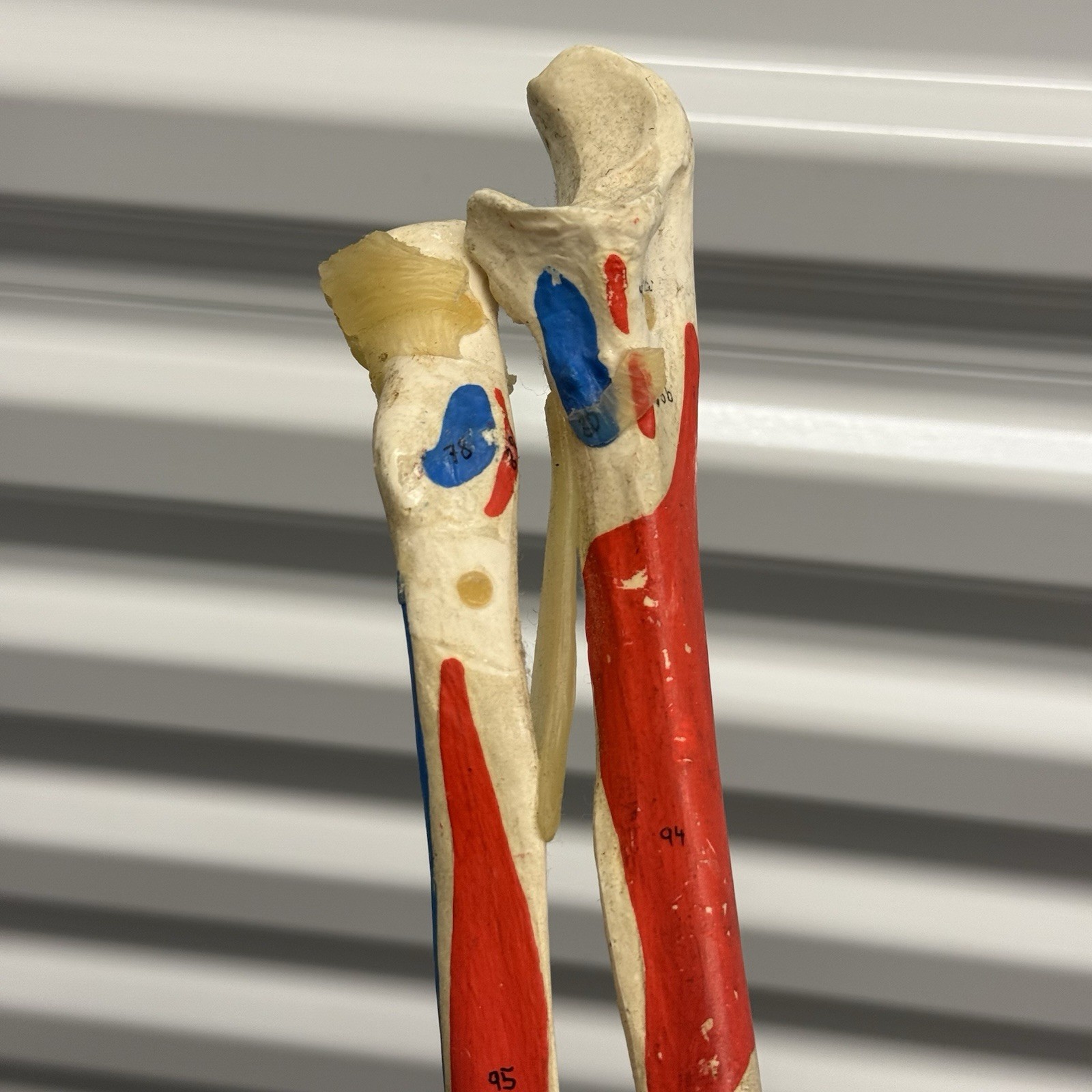 Human Arm Anatomical Skeleton Model Hand Bones Tendons Painted