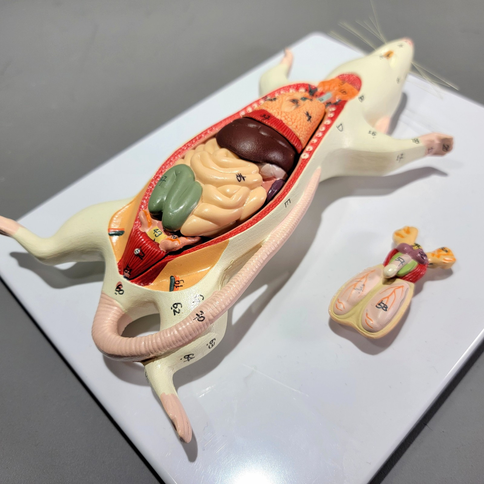 Dissected Rat Anatomical Model, Rat Autopsy Medical Display