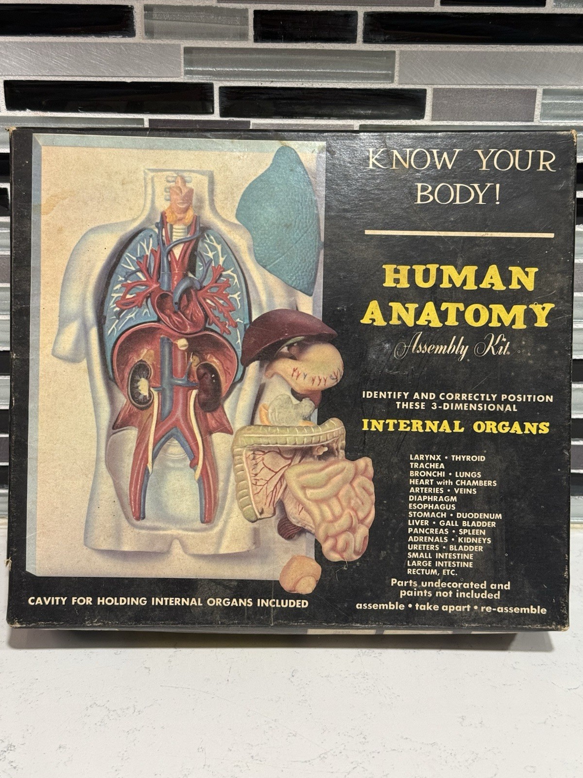 Vintage Human Anatomy Assembly Kit Internal Organs Medical Science Model Toy Box