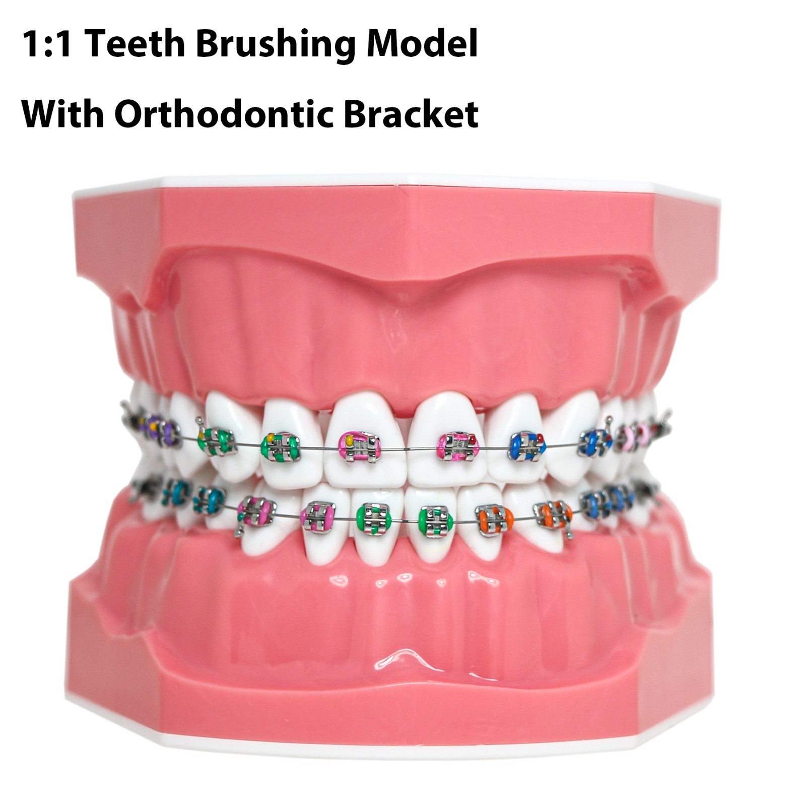 US M7010-2 Dental Typodont 1:1 Teeth Brushing Model With Orthodontic Bracket