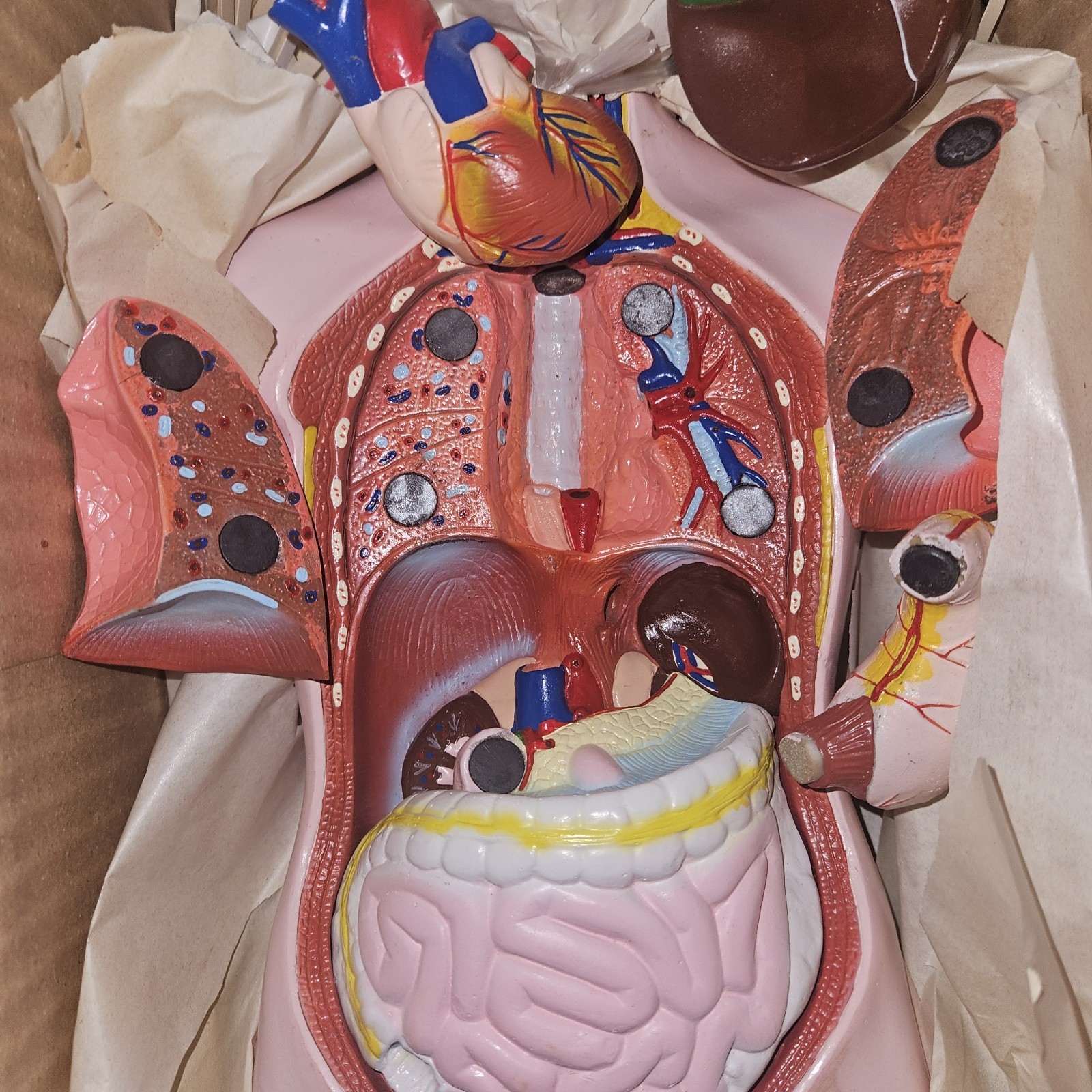 3-D Human MALE Anatomical Model Latge 42cm Doctor’s Office Teaching Anatomy Doll