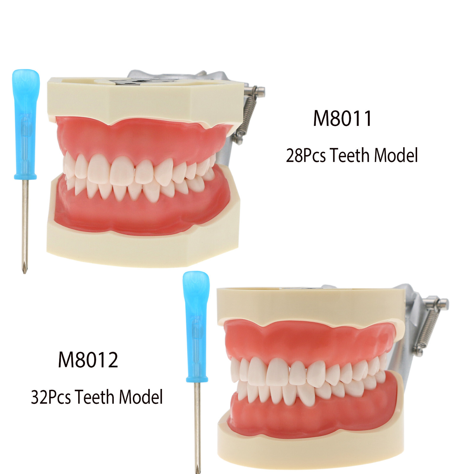 Kilgore Nissin 200/500 Dental Typodont Model With Removable Teeth Mounting Pole