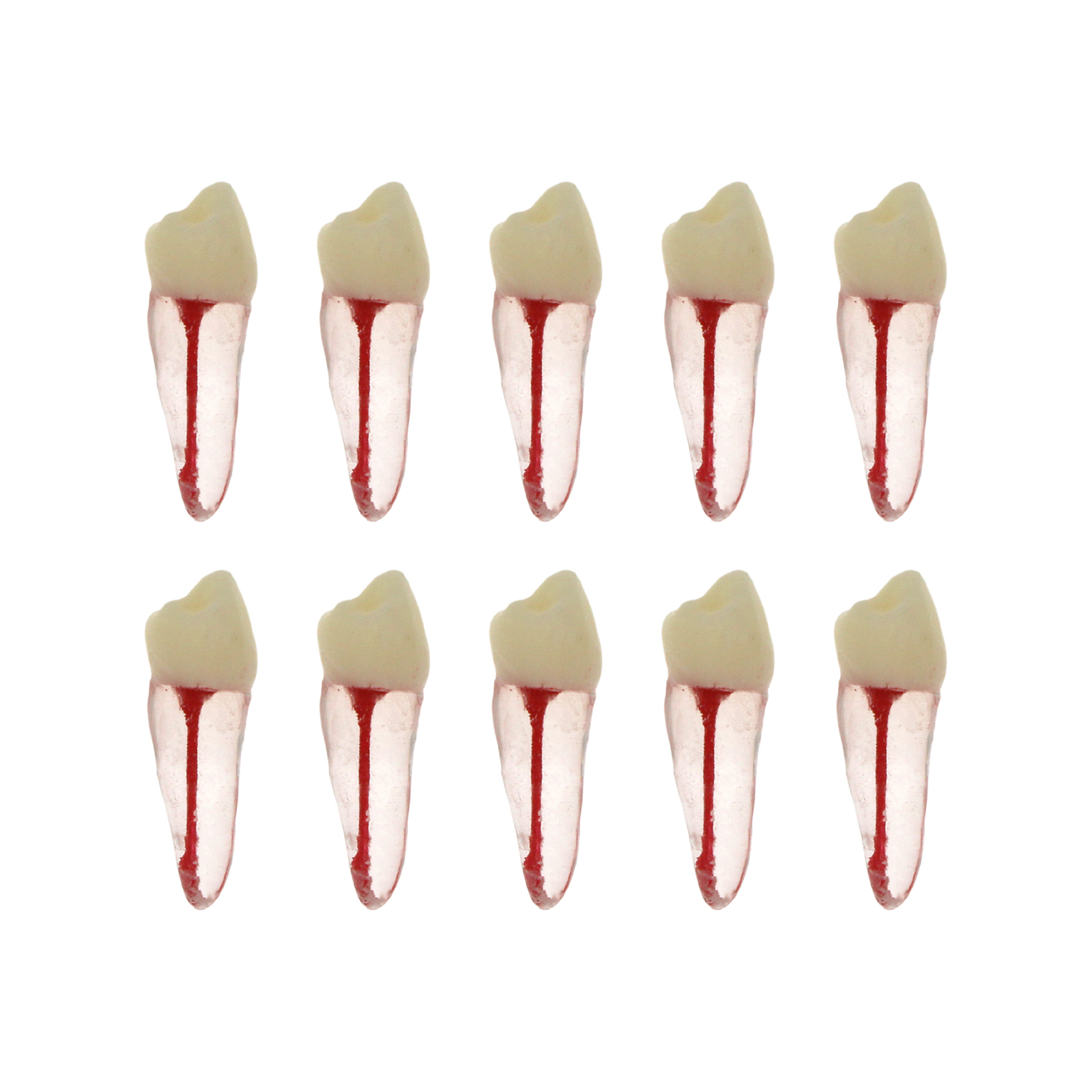 10Pcs Dental Root Canal Practice Model RCT Practice Endo Teeth Model Pulp Study