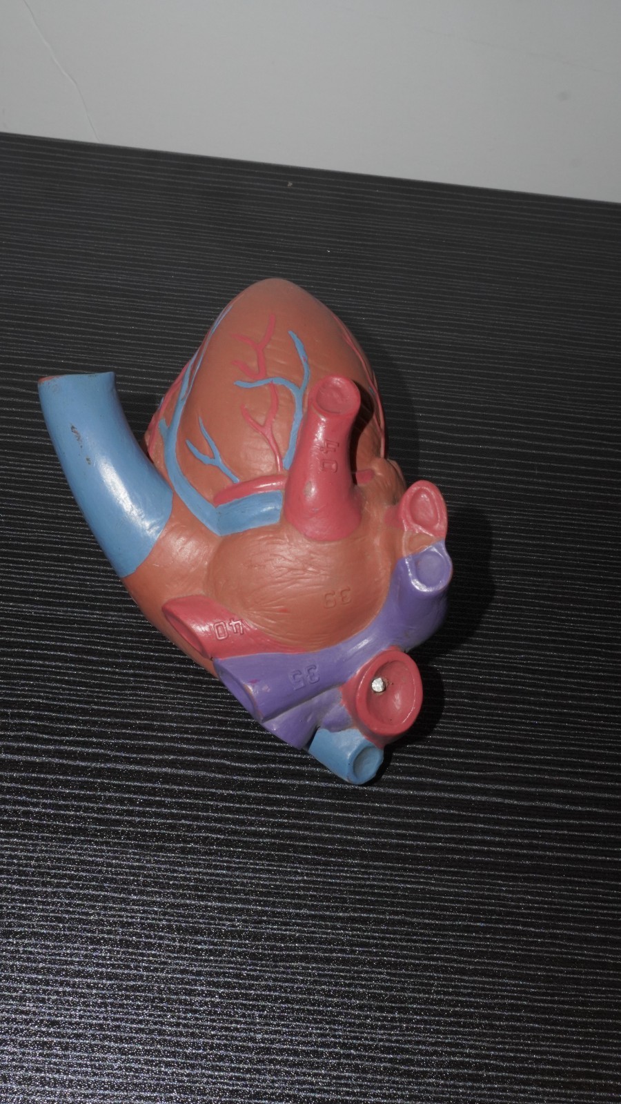 Anatomical Human Heart Model Numbered Labeled Parts – Medical Science Teaching