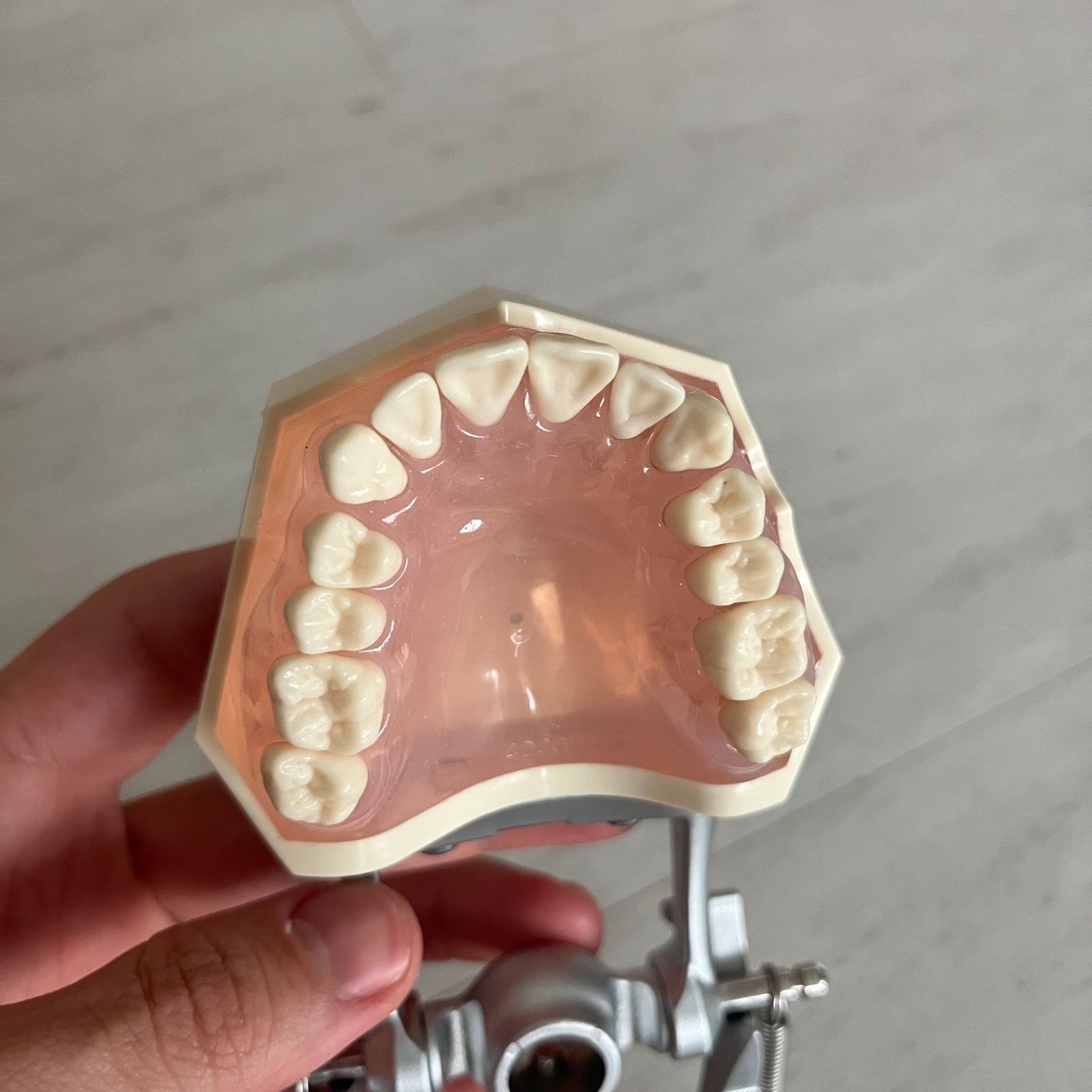 Dental Typodont Removable Teeth Model Nissin model i21DP-400G
