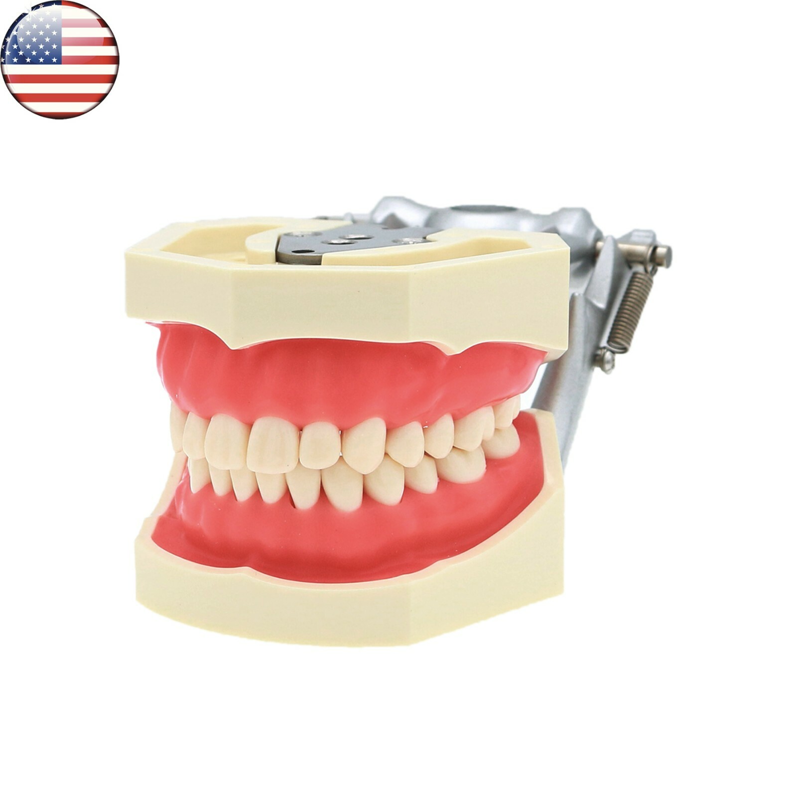 Dental Kilgore NISSIN Type 28/32 Pcs Teeth Typodont Model With Removable Teeth