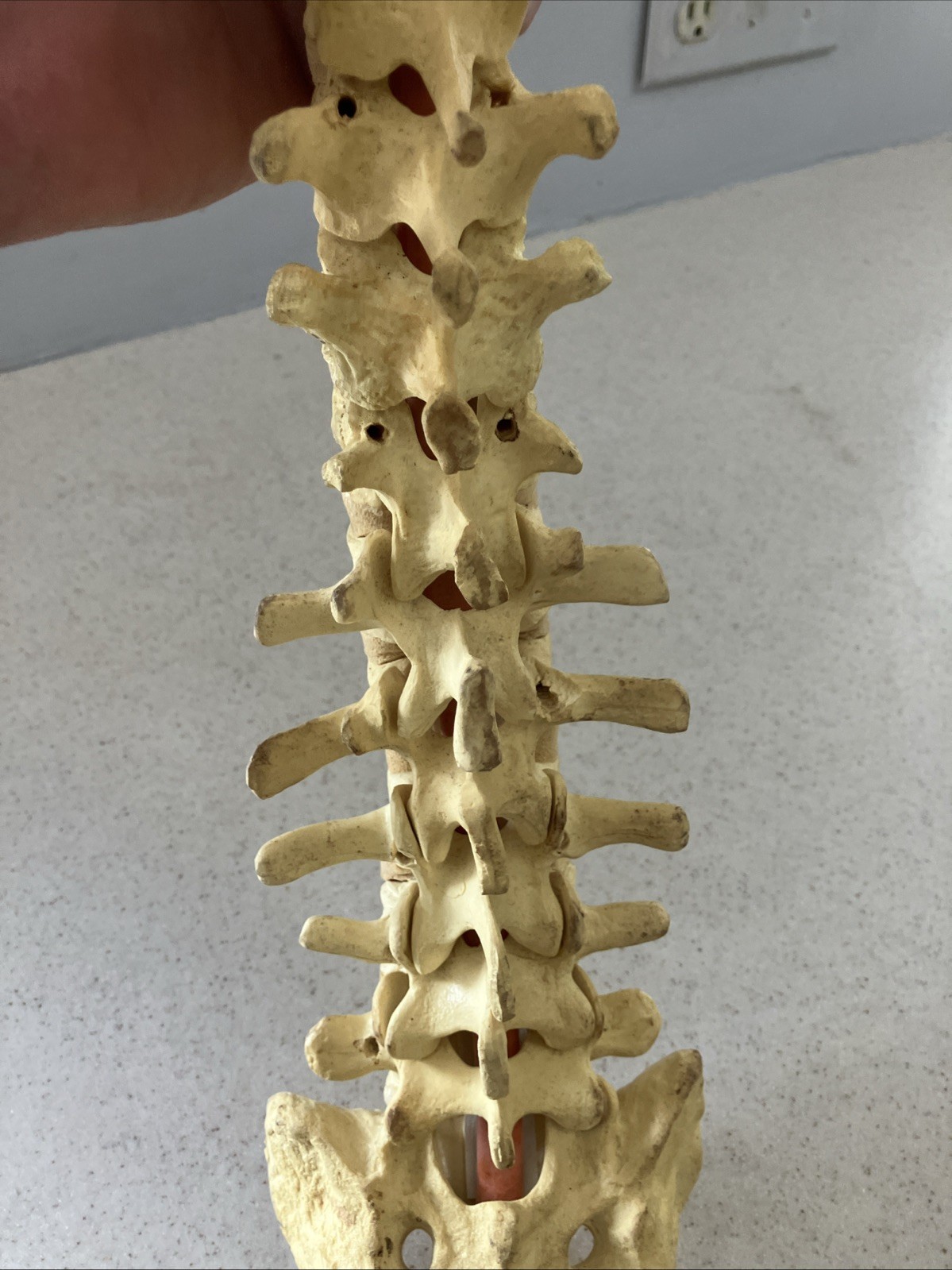 Spinal cord model with pelvic bone – Approx. 24”