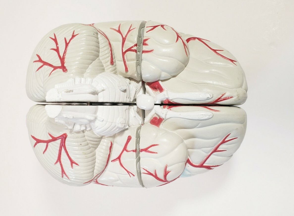 Human Brain Anatomical Teaching Model Life Size Medical Science Cross 4 Sections