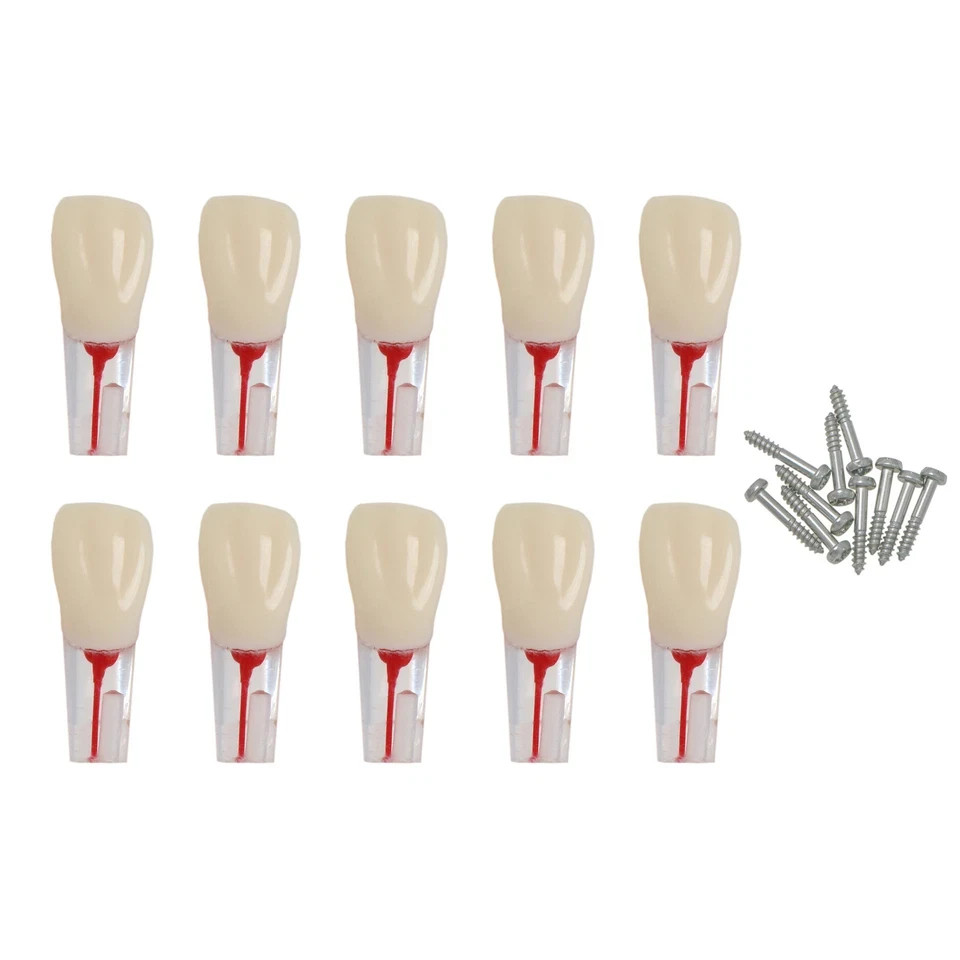 1-10Pc Kilgore Nissin Type Dental Endo Root canal Practise Typodont Teeth Model
