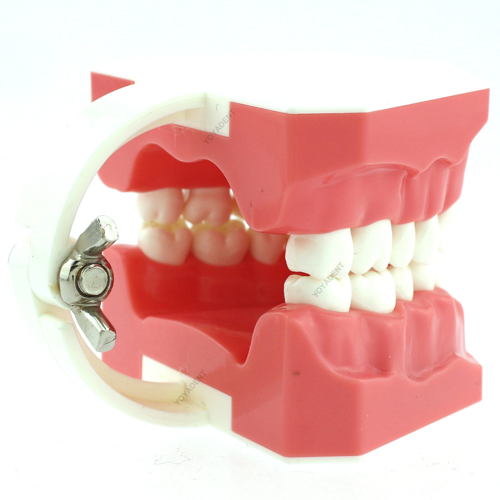 Dental Teeth Model Standard 1:1 Brushing Flossing Practice Teaching Model M7010