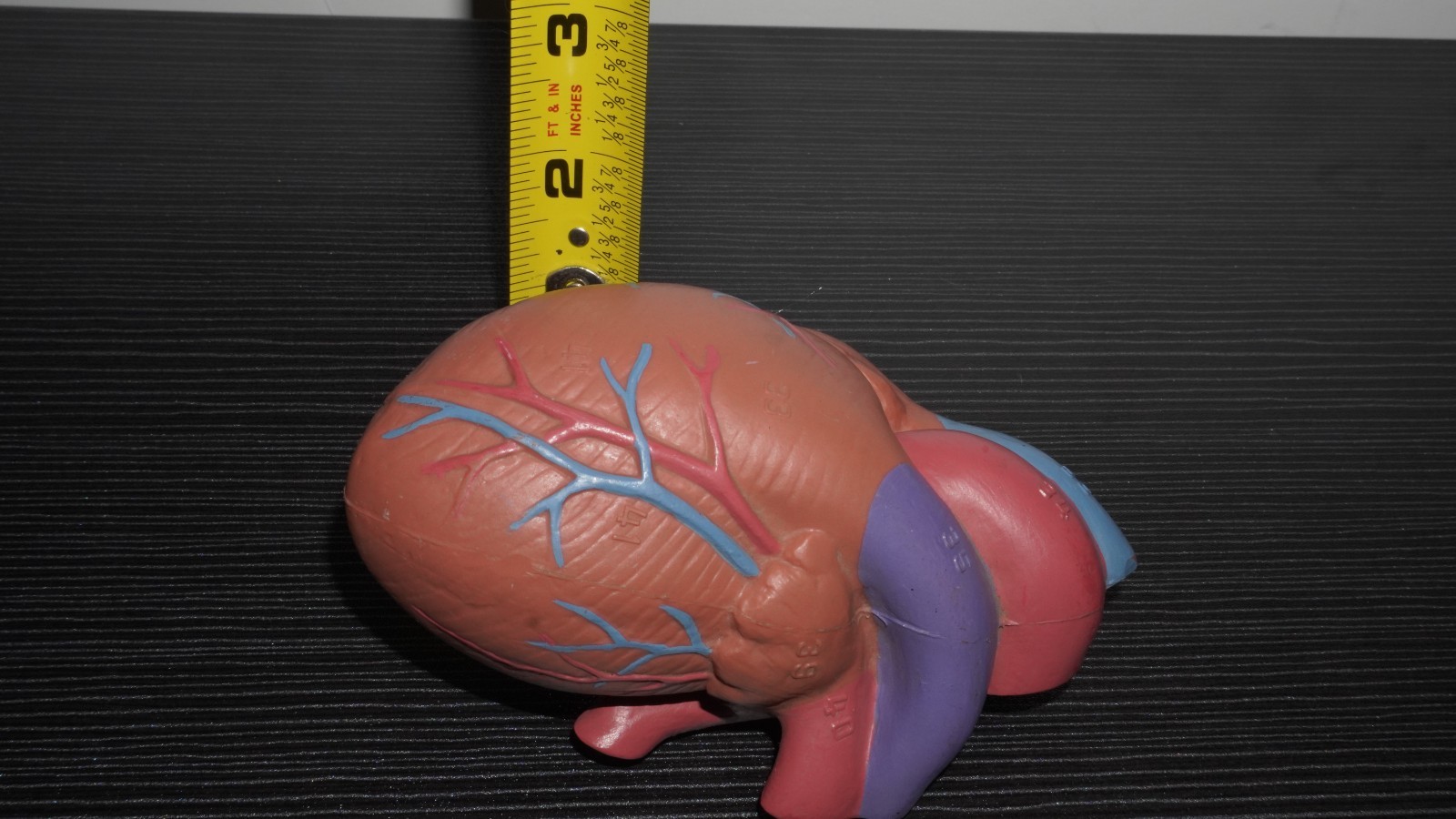 Anatomical Human Heart Model Numbered Labeled Parts – Medical Science Teaching