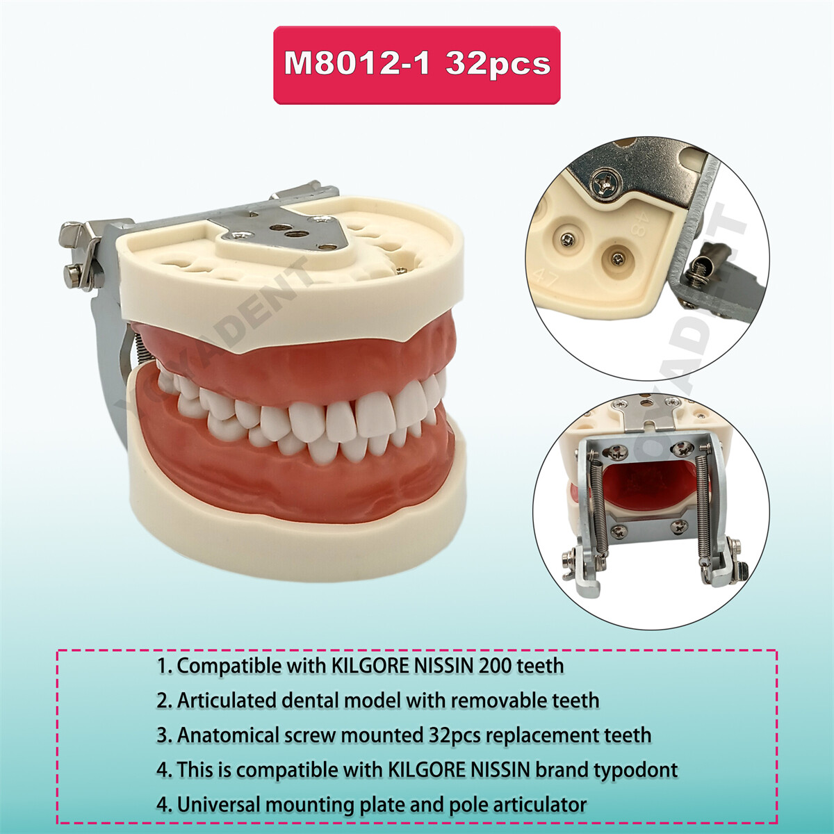 US Kilgore NISSIN 200 Type Dental Typodont Model With 32Pcs Removable Teeth 8022