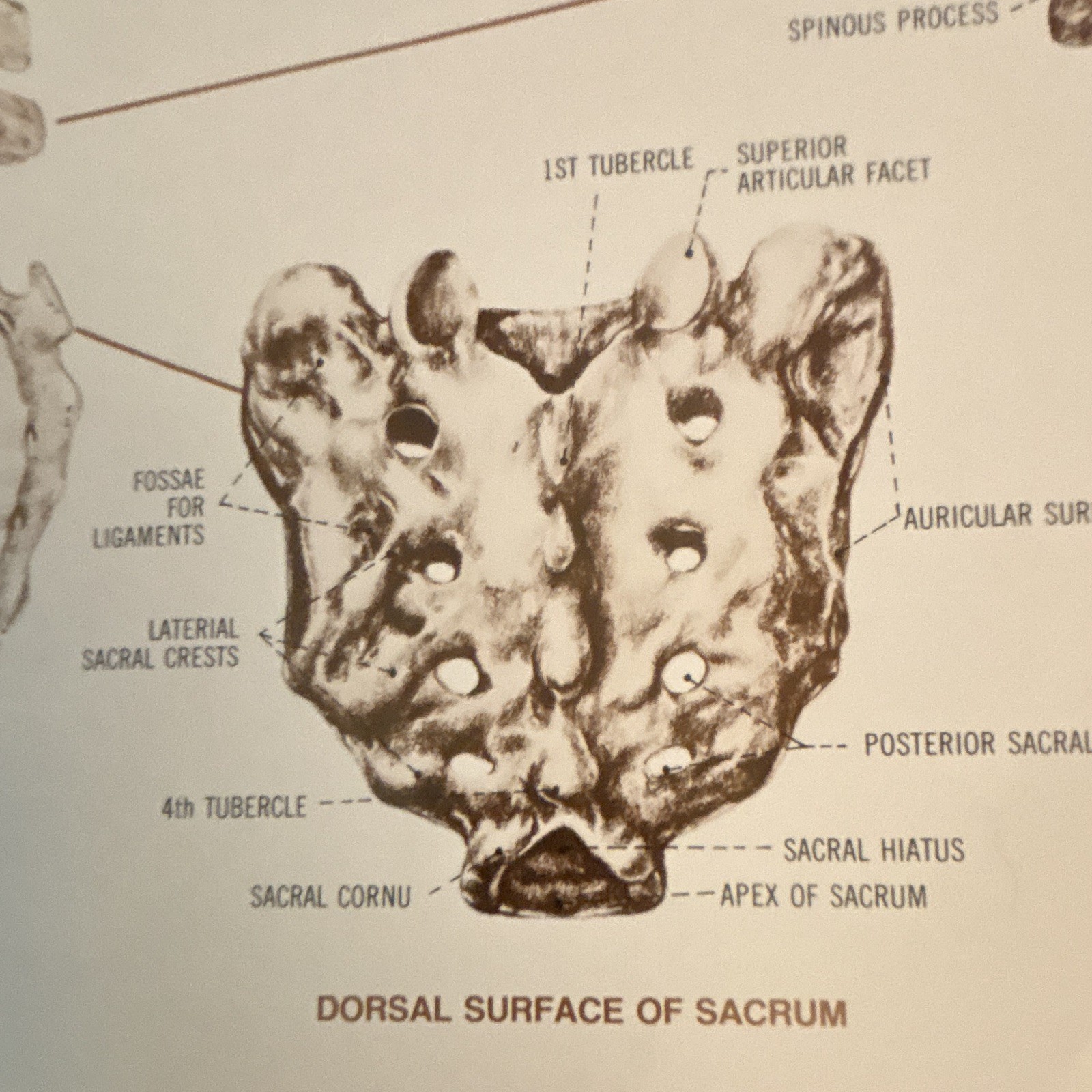 Anatomical Chart Co. The Vertebral Column Anatomical Chart Orthopedics 1980