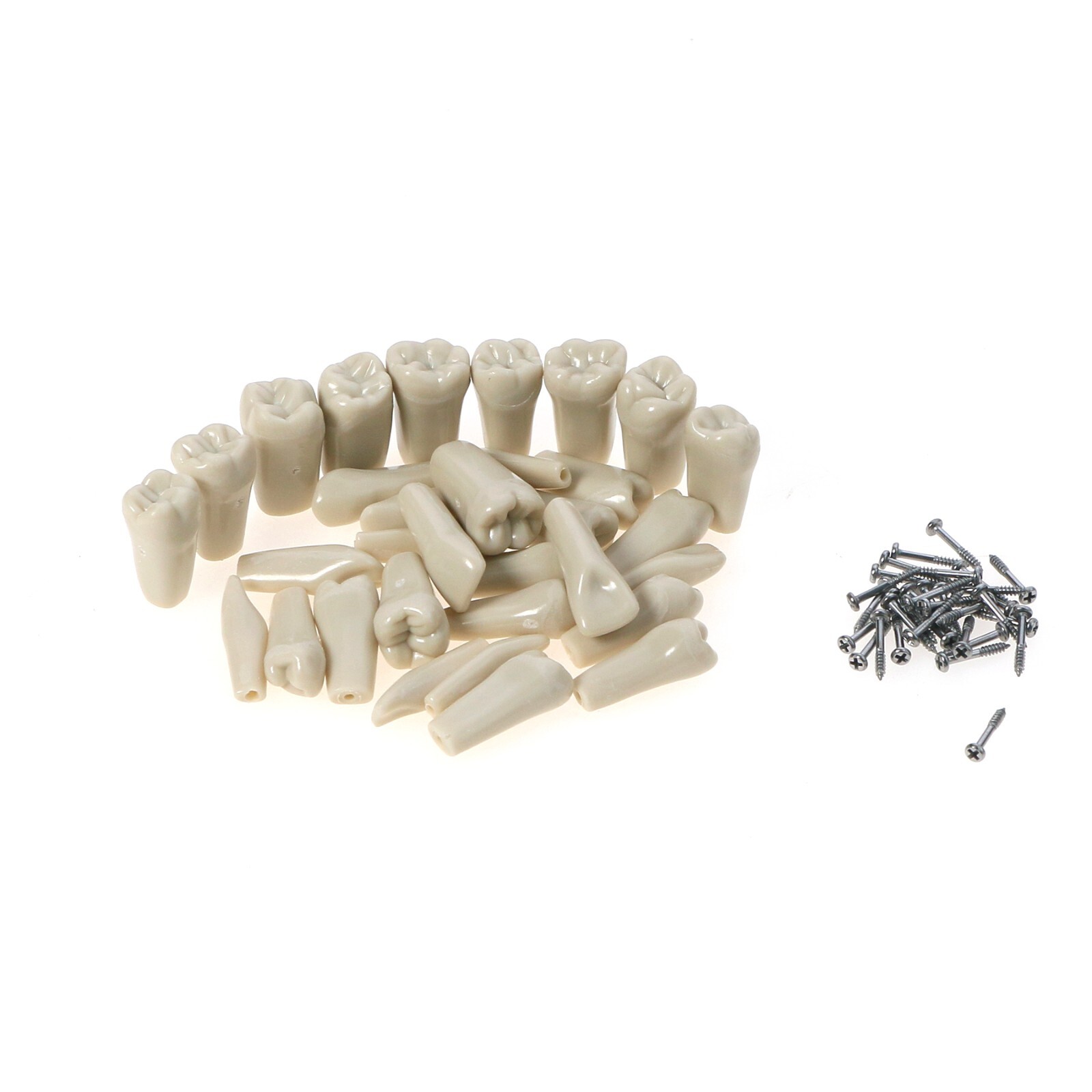 US Dental Columbia Dentoform 860 Type Typodont Model 32pcs Removable Teeth M8030