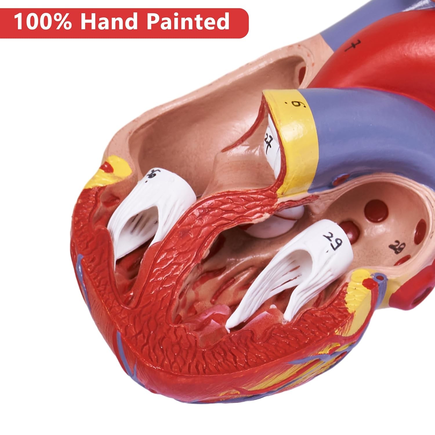 breesky Scientific Human Heart Model 2-Part Life Size Replica…