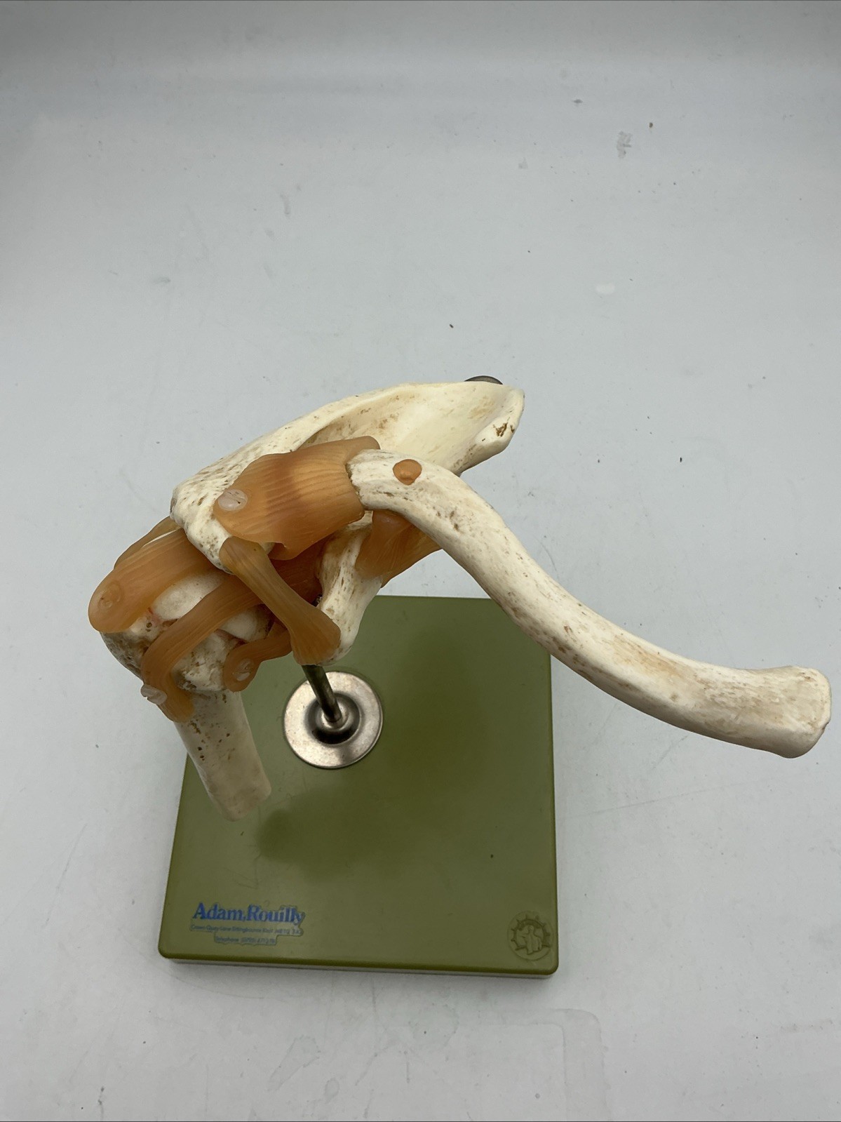Somso NS53 Functional Shoulder Joint with Ligaments Anatomical Model NS 53