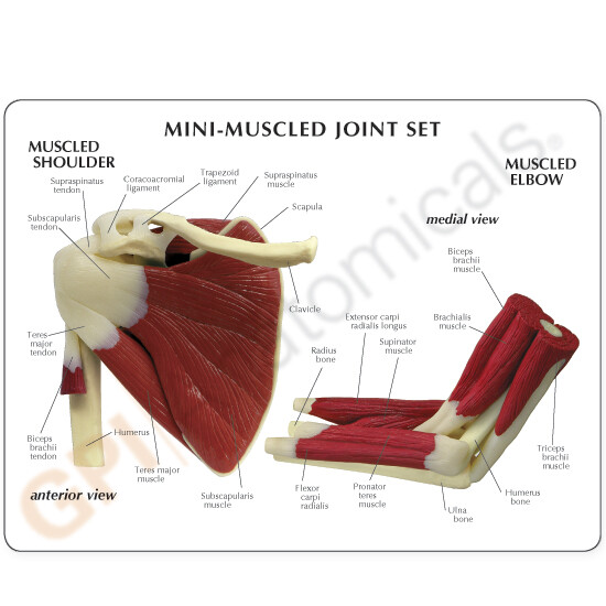 Mini Muscled Joint Set GPI Anat Models LFA #1900. Make Us an Offer! SEE VIDEO