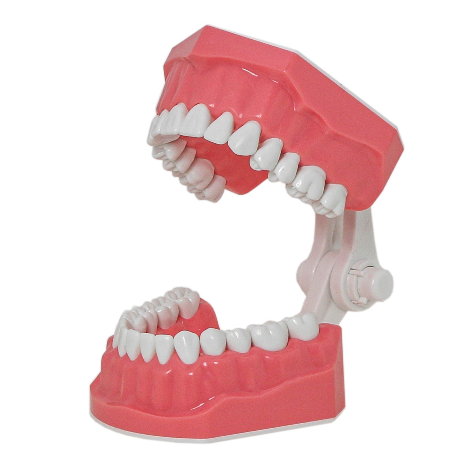 US Dental Typodont 1:1 Standard Brushing Flossing Practice Teeth Model M7010-1