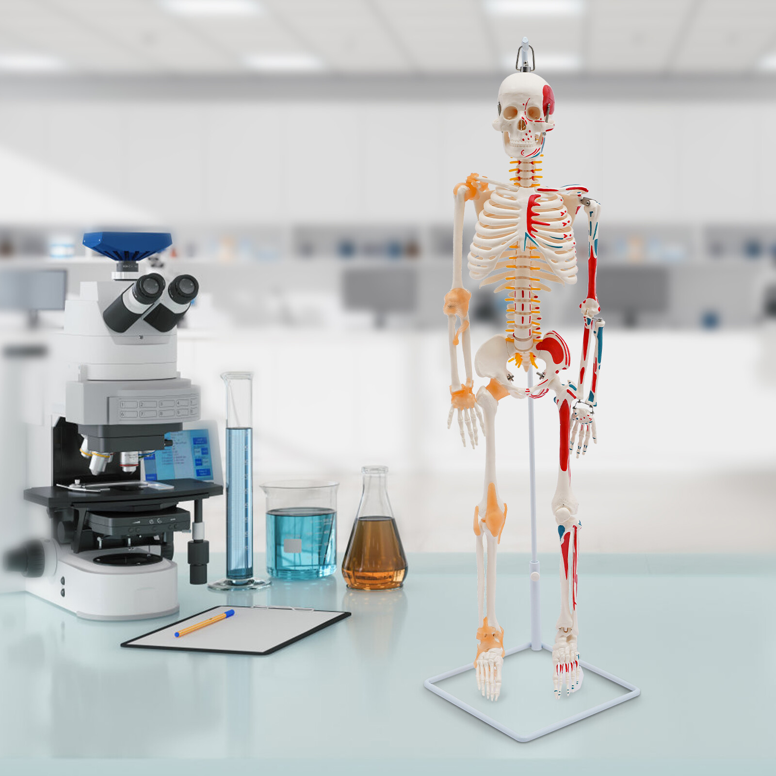 34″ Hanging Style Human Skeleton Model For Doctors’ Office or Anatomy Classroom