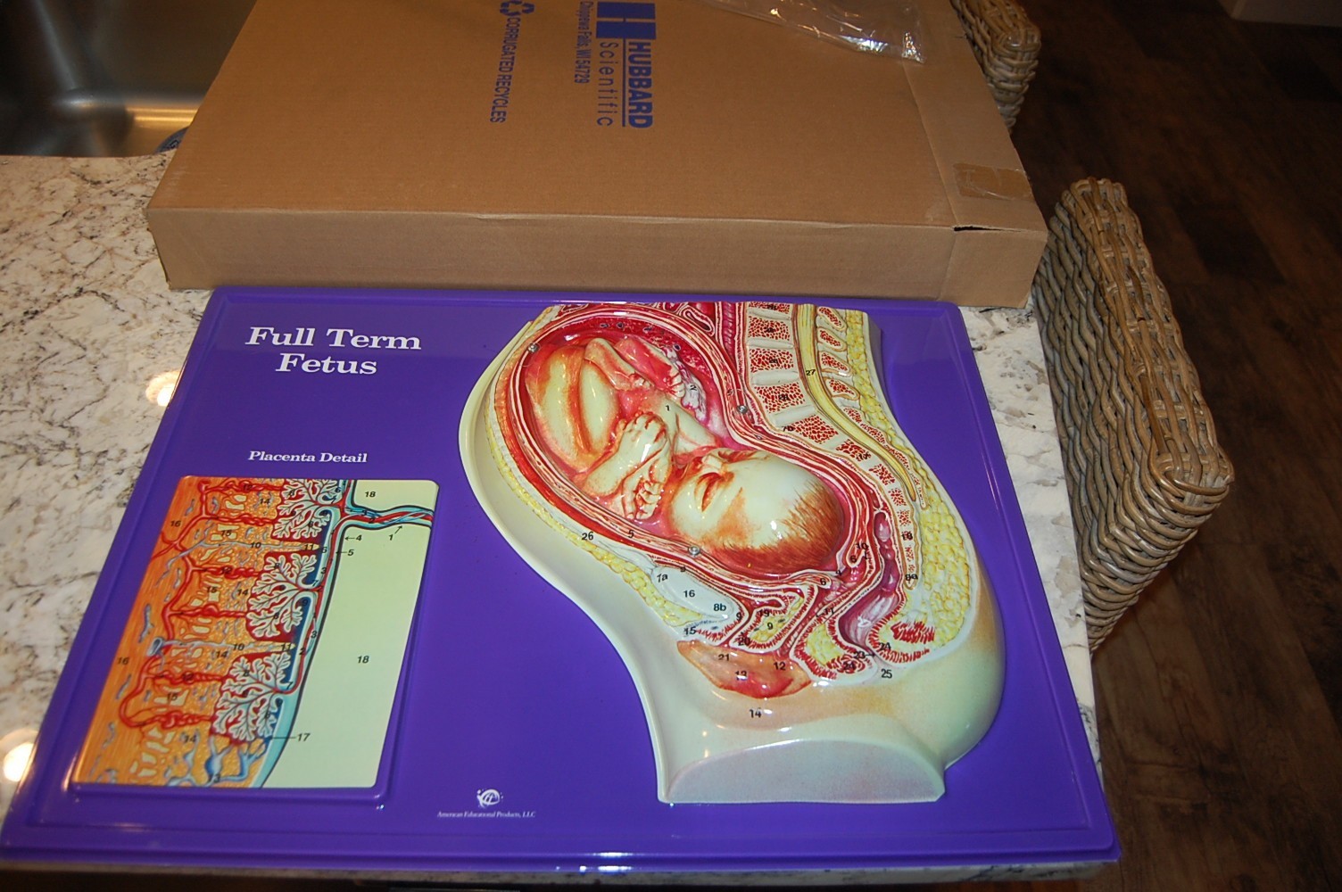 Full Term Fetus Model Activity Set – 24″ x 18″ HUBBARD