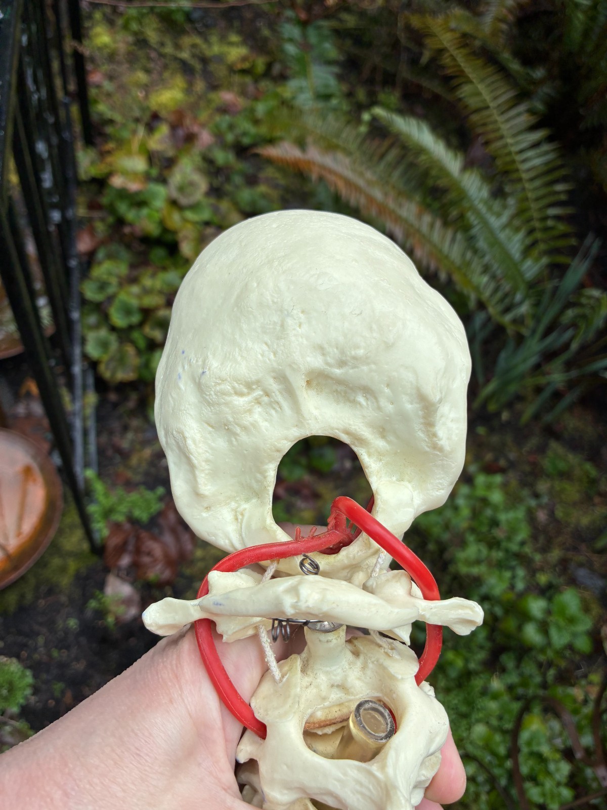mcm 1960’s vintage medical school university 36″ scoliosis SPINE model~Halloween