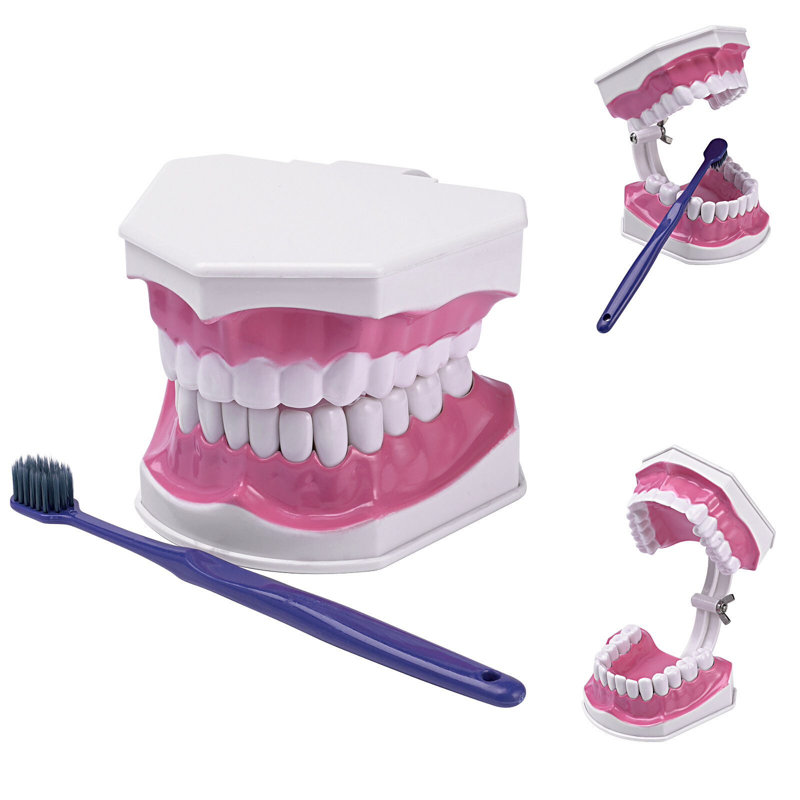 2 Times Enlarge Dental Teeth Model Includes Toothbrush Dental Education Supplies