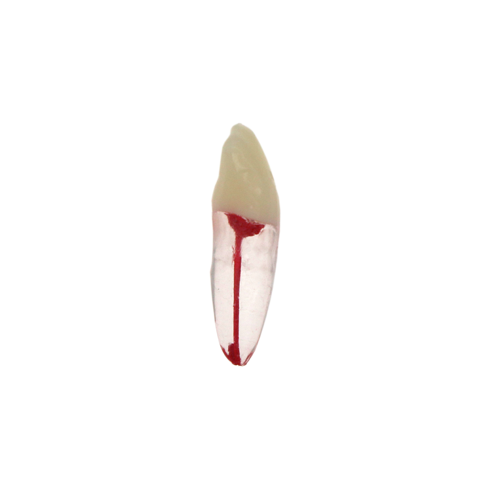 10Pcs Dental Root Canal Practice Model RCT Practice Endo Teeth Model Pulp Study