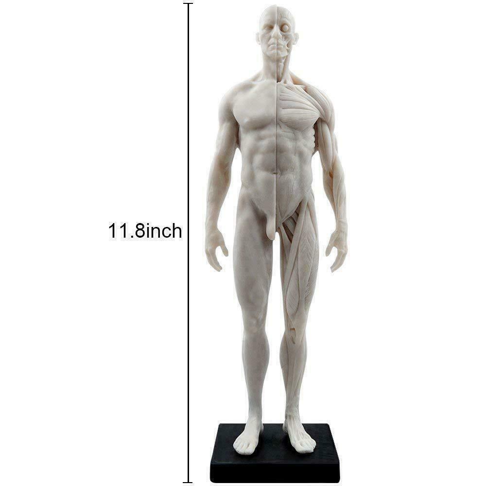 Human Anatomical Model Art Mannequin Musculoskeletal Structure Male+Female US