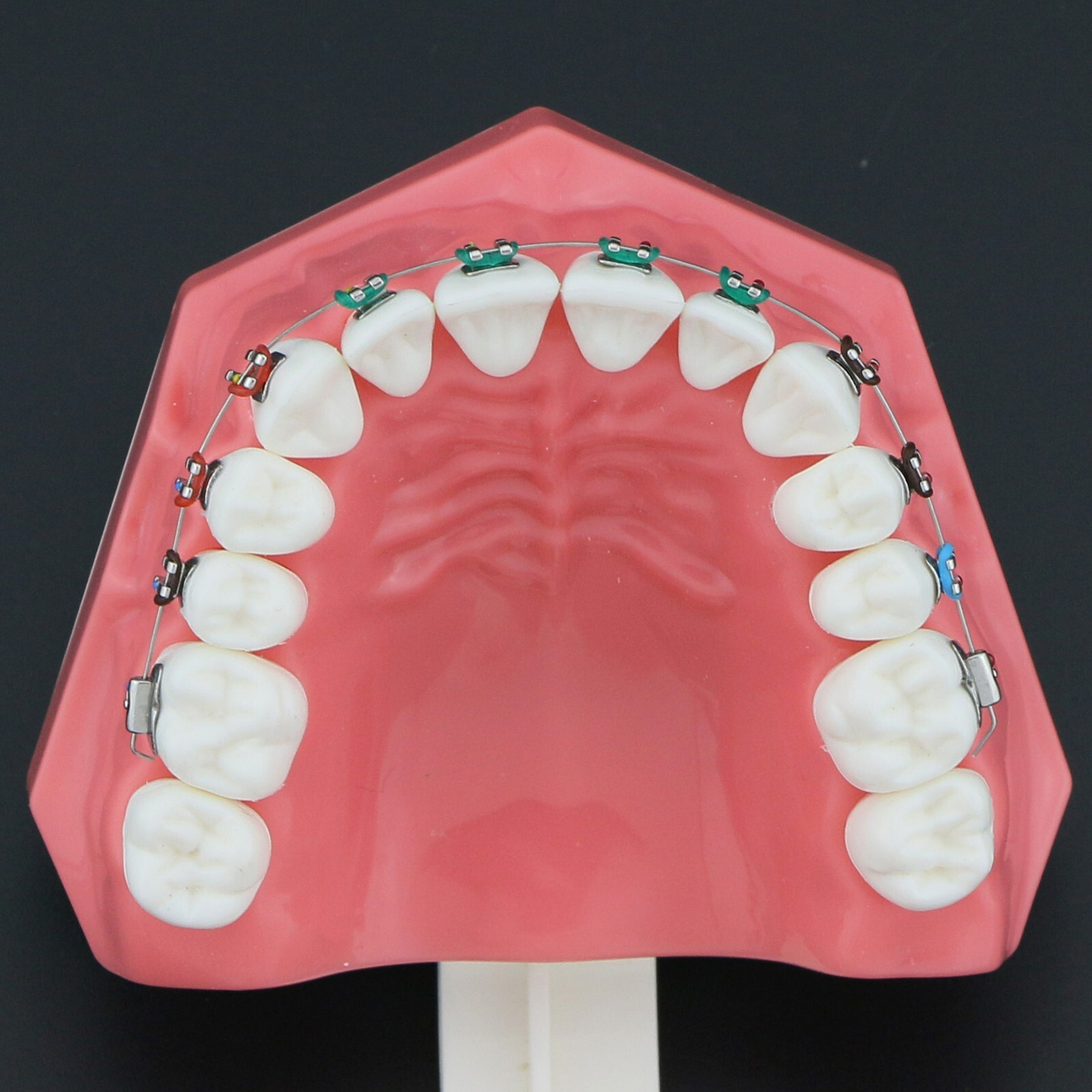 US Dental Typodont Teeth Model with Orthodontic Brackets Brushing