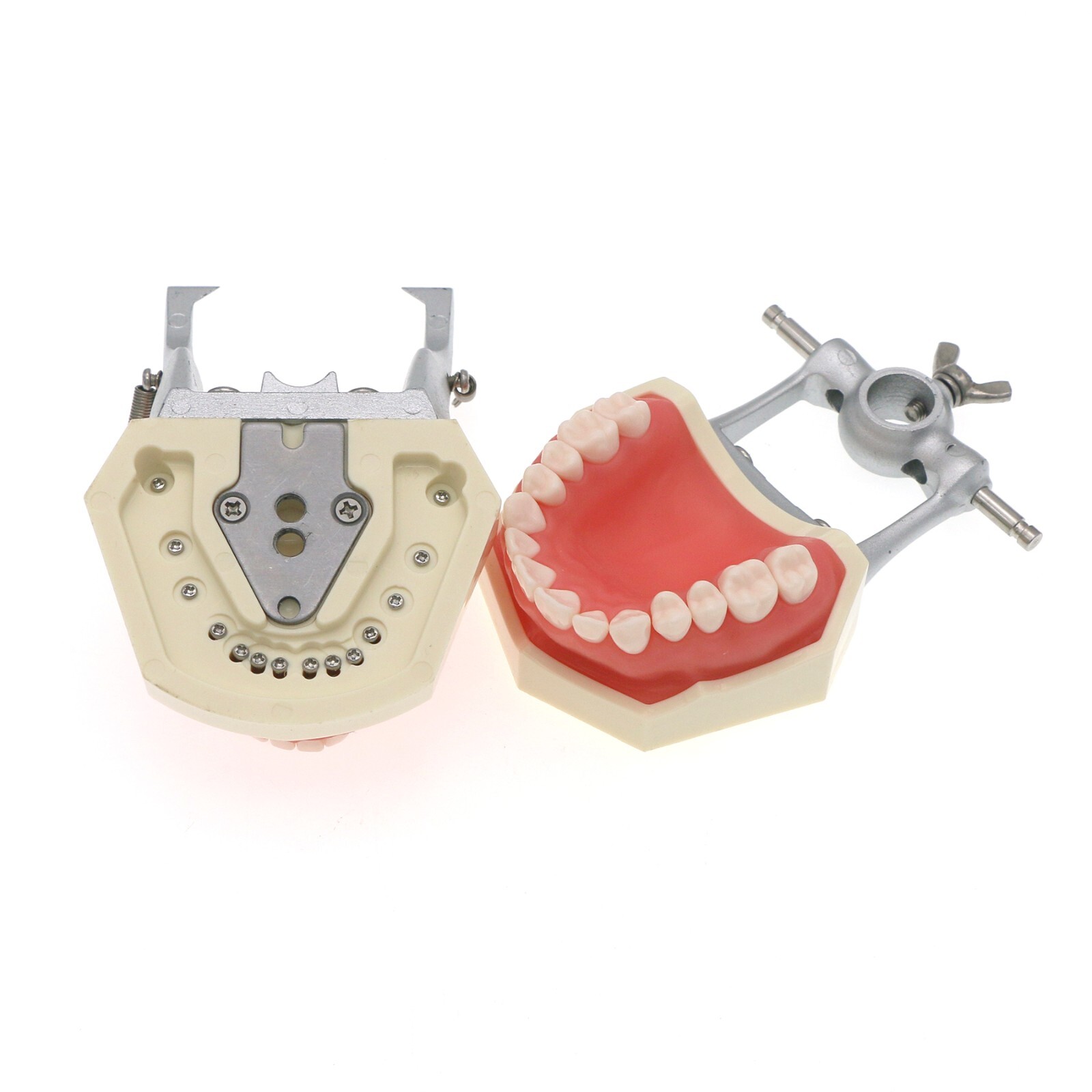 US Kilgore Nissin 200 Type Dental Typodont Model 28 pcs Removable Teeth M8011