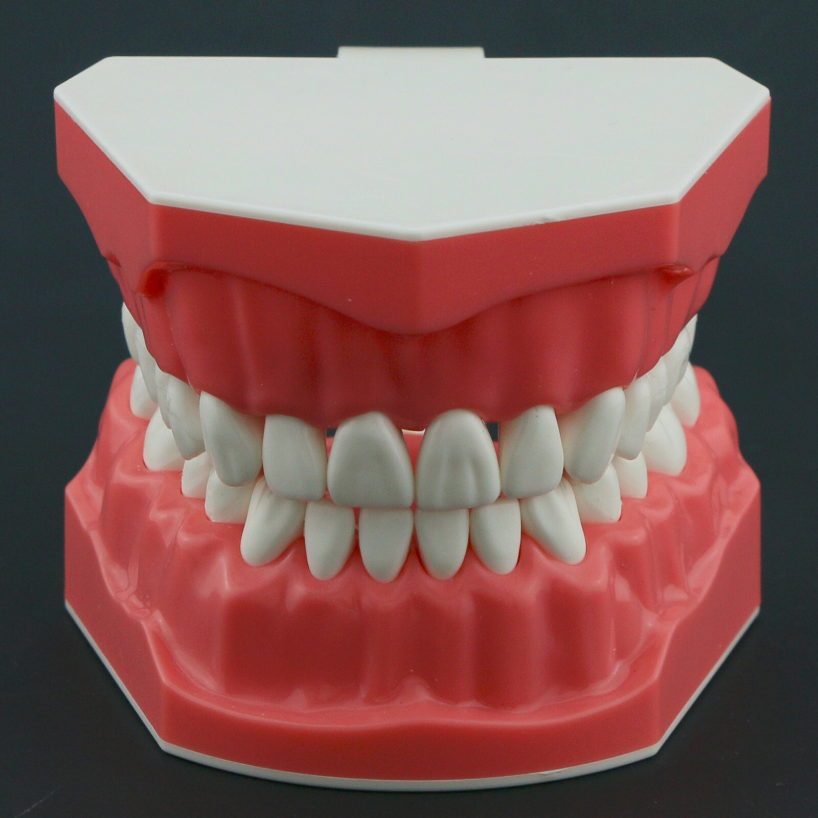 Dental Typodont Model Brushing Flossing Practice Teaching Studying Model M7010-1