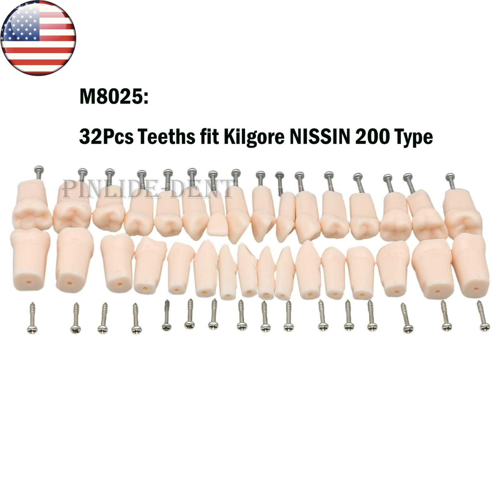 Dental Kilgore NISSIN Type 28/32 Pcs Teeth Typodont Model With Removable Teeth