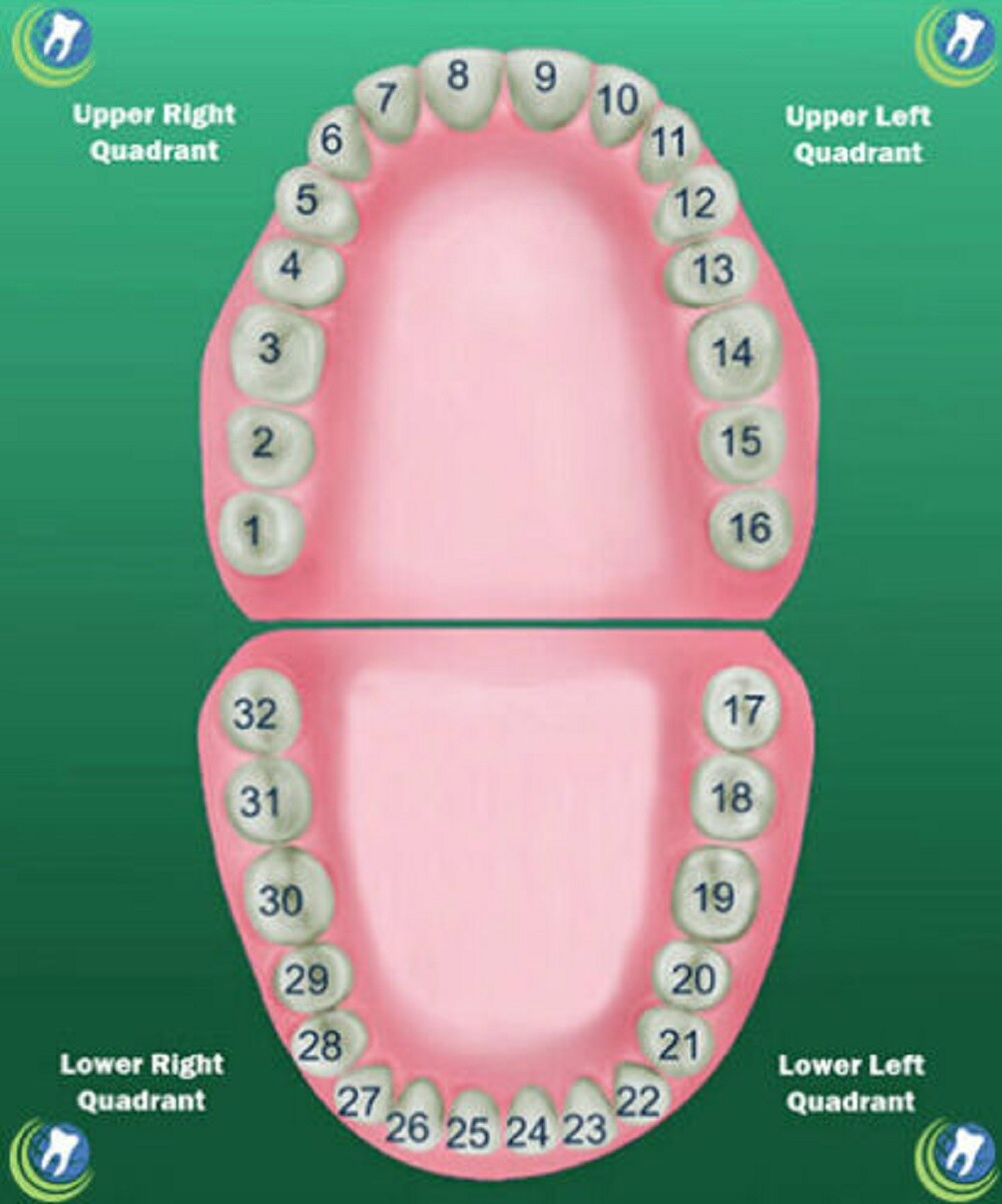 Tooth #9 Upper Left Central Anterior (ULC) Polycarbonate Temporary Crown Refills