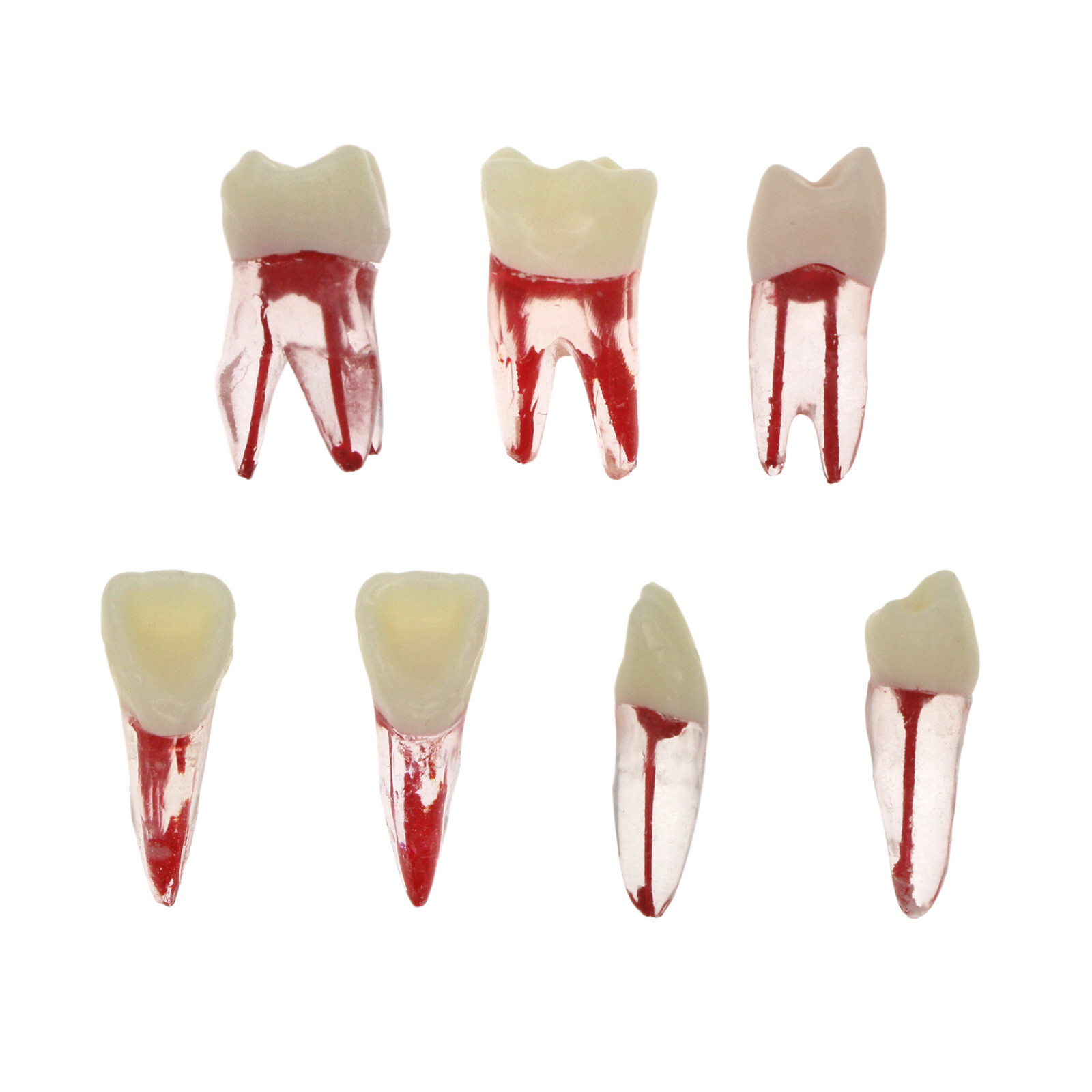 5Pcs Dental Endodontic Root Canal RCT Practice Pulp Cavity Endo Teeth Tooth 8007