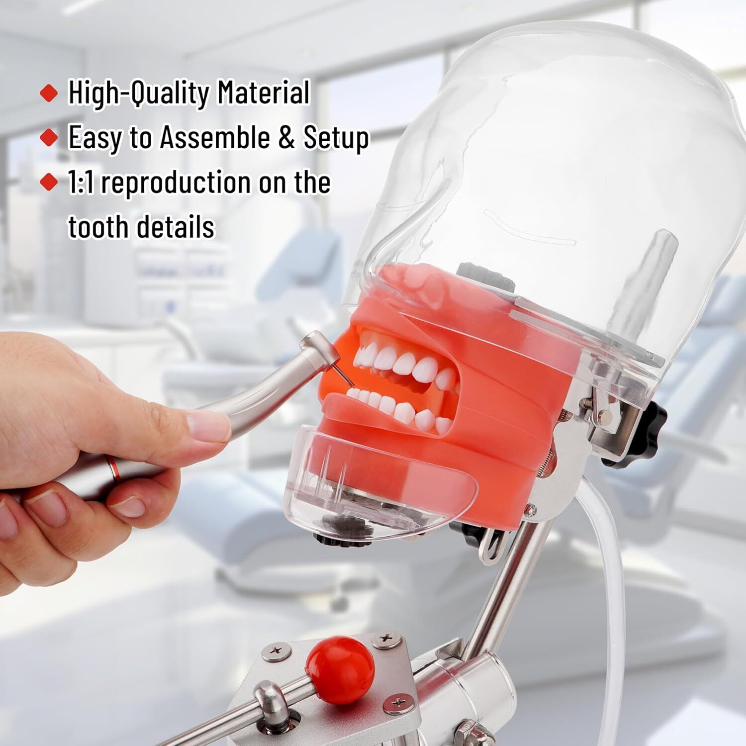 Dental Head Model Simulator Phantom Dentist Teaching w/ 28Pcs Teeth for Training