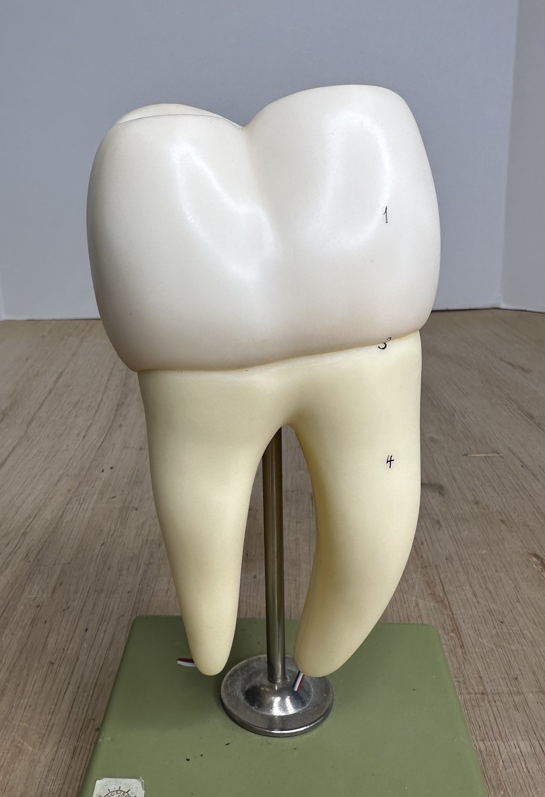 VTG SOSMO TOOTH ANATOMICAL MODEL DISPLAY DENTAL DENTISTRY EDUCTATIONAL GERMANY