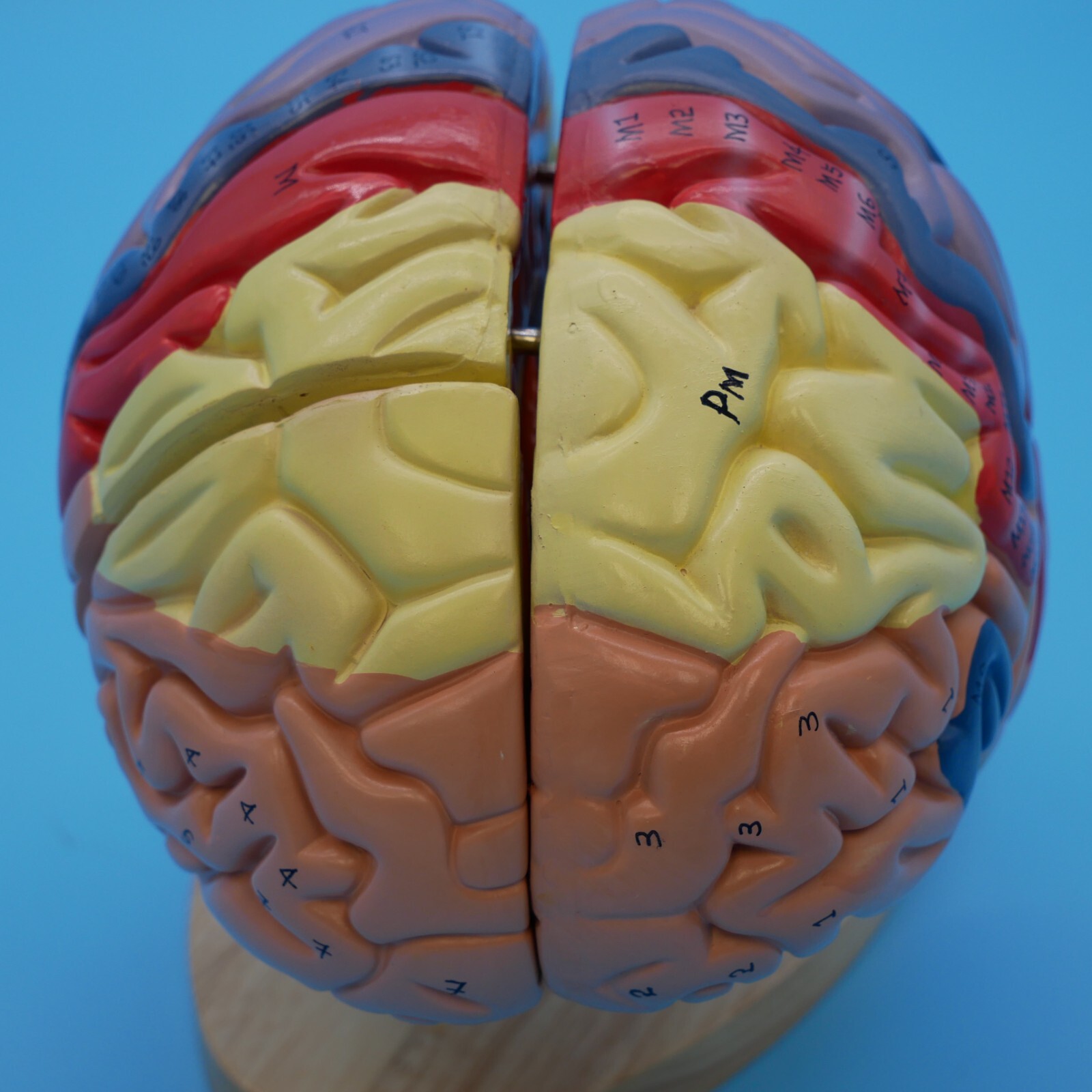 Medical Anatomical Human Brain Model Anatomy Cerebral Cortex Brain Nerve Models