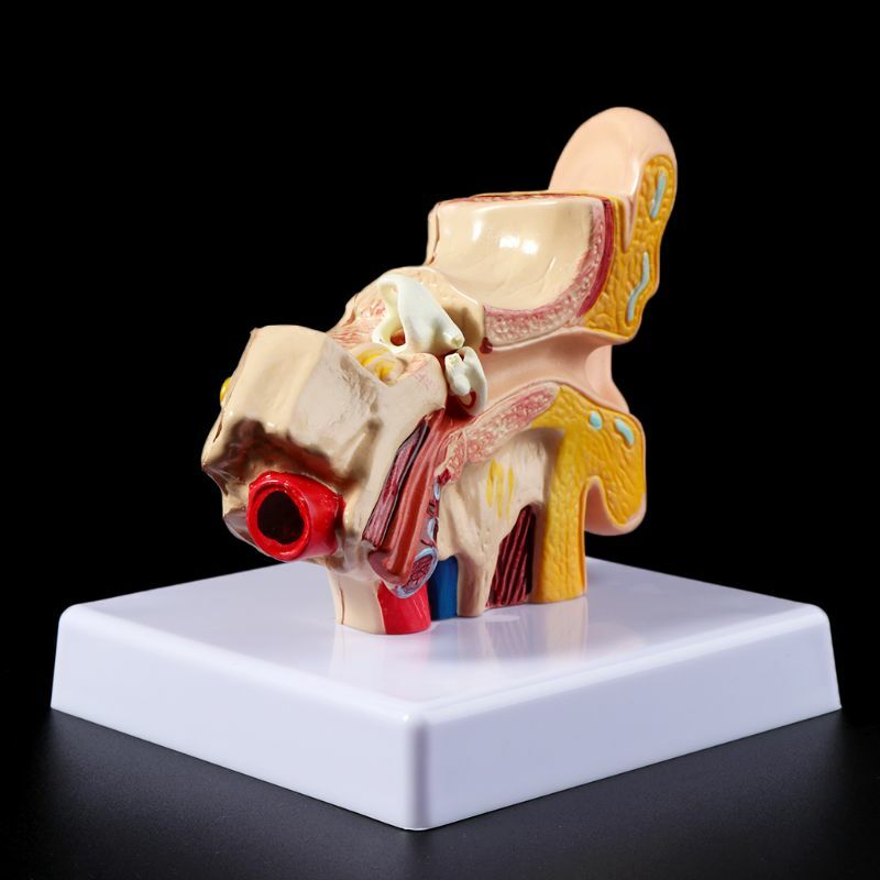 1.5 Times Life Size Human Ear Anatomy Model Organ Medical Teaching Supplies US