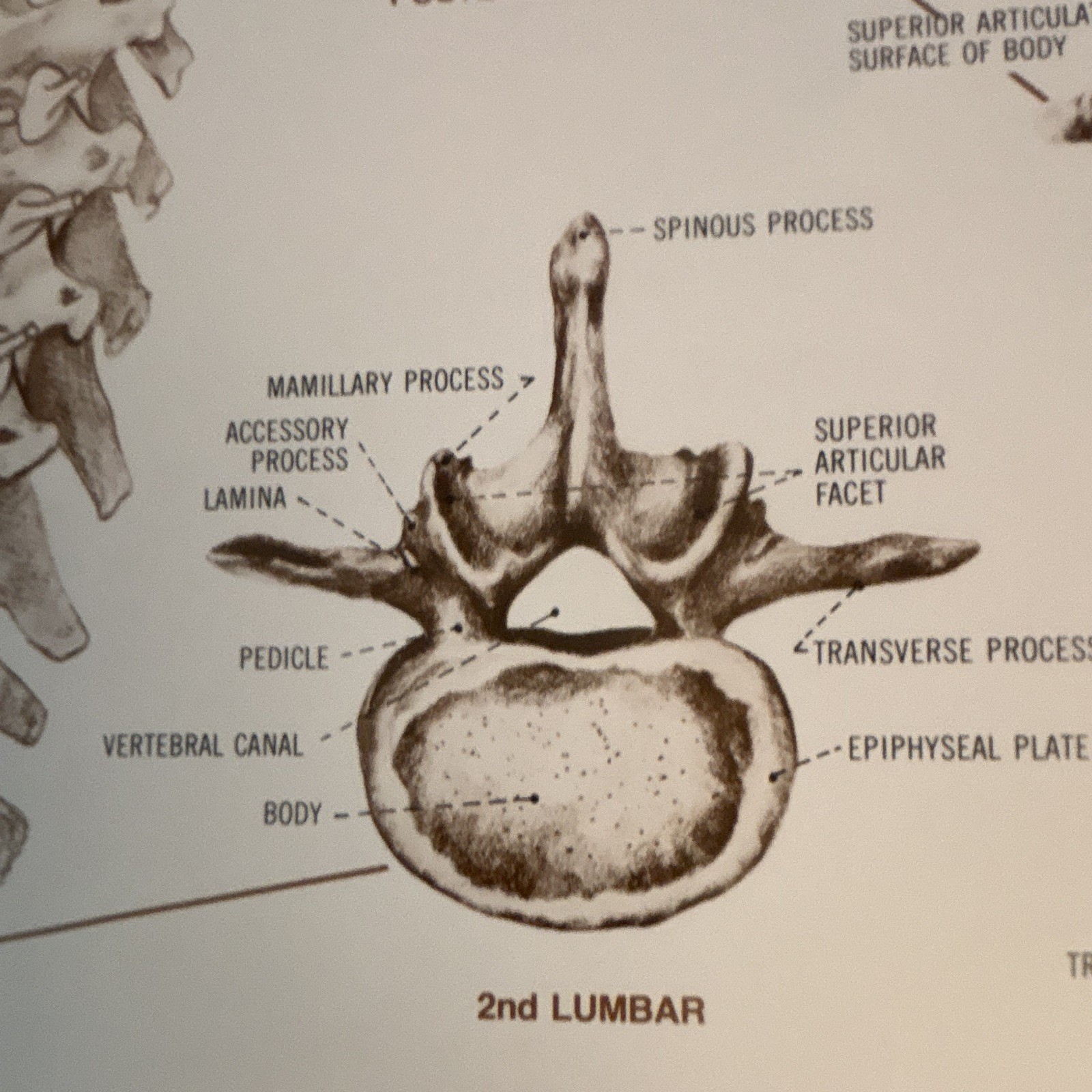 Anatomical Chart Co. The Vertebral Column Anatomical Chart Orthopedics 1980