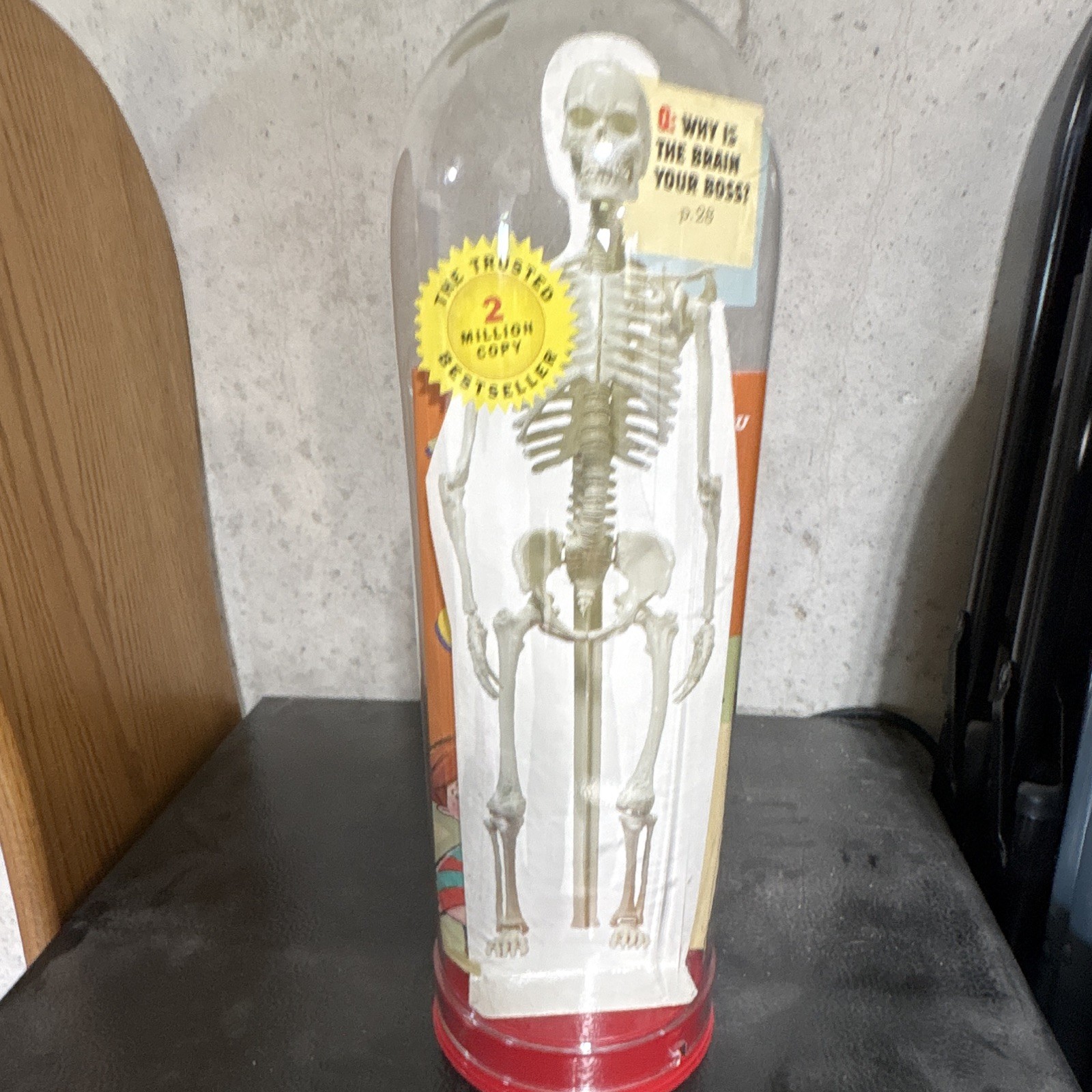 Human Skeleton Model Anatomical Figure w/ Clear Dome Display Case, Education
