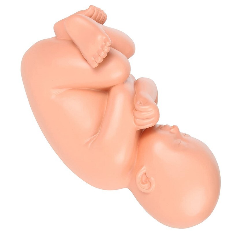 Fetus Pregnancy Anatomy Of The Placenta Model Teaching Tools Pregnancy Medical