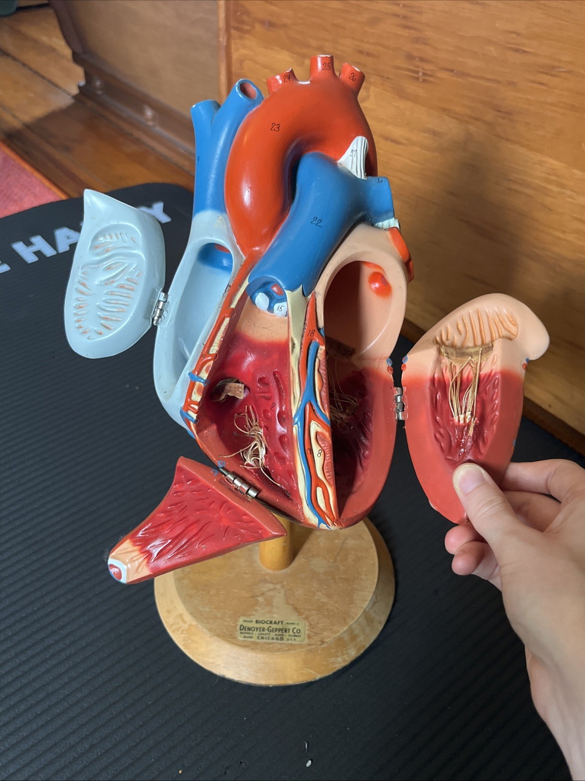 Vintage 14″ Heart Model – Biocraft Denoyer-Geppert – 3 Hinged Compartments READ